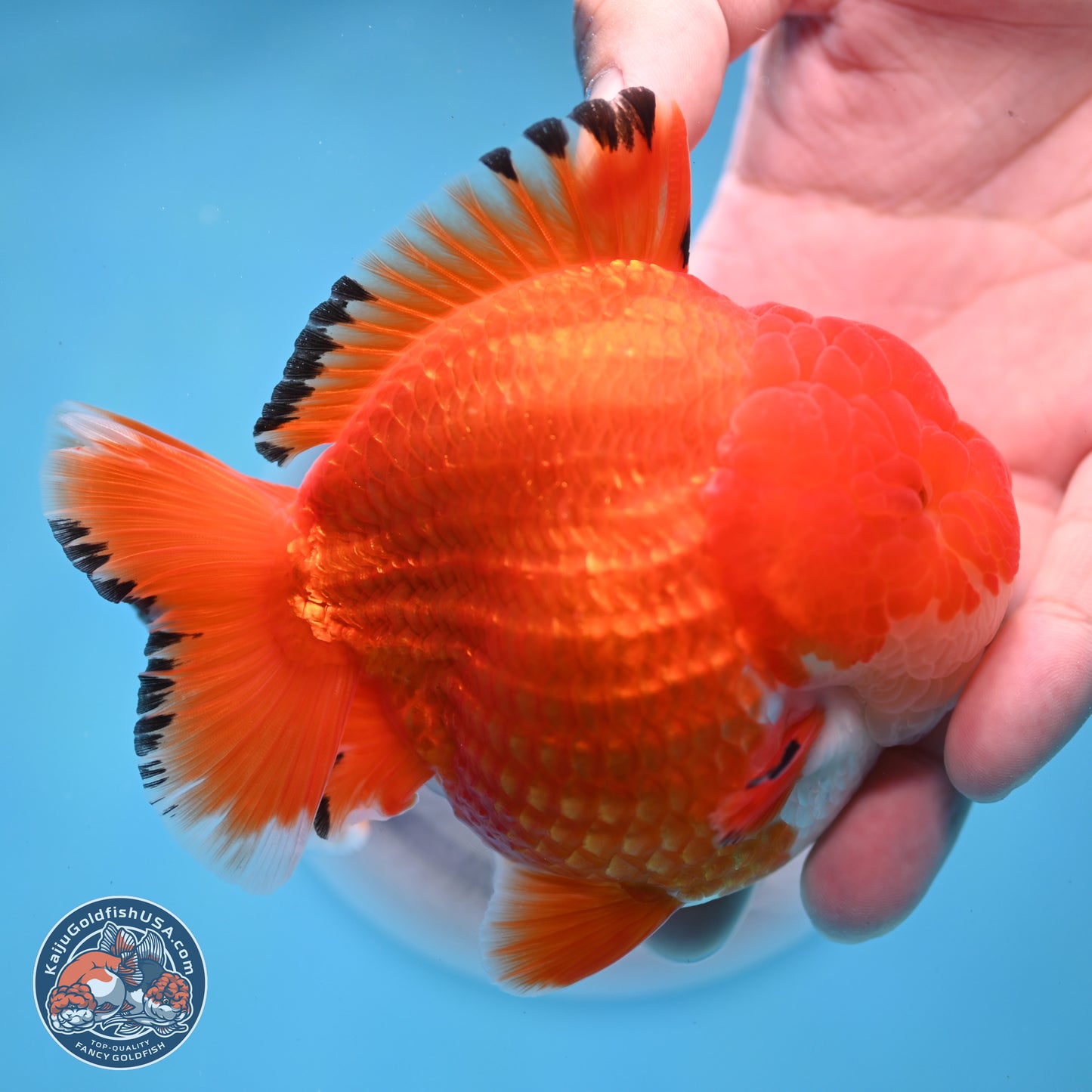 Apache YuanBao Oranda 3.5 inches Body - Male (250214_OR18)