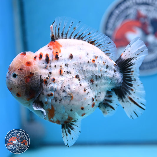 Jumbo Shogun Godzilla Calico Oranda 6-7.5 inches (241004_OR18) - Kaiju Goldfish USA