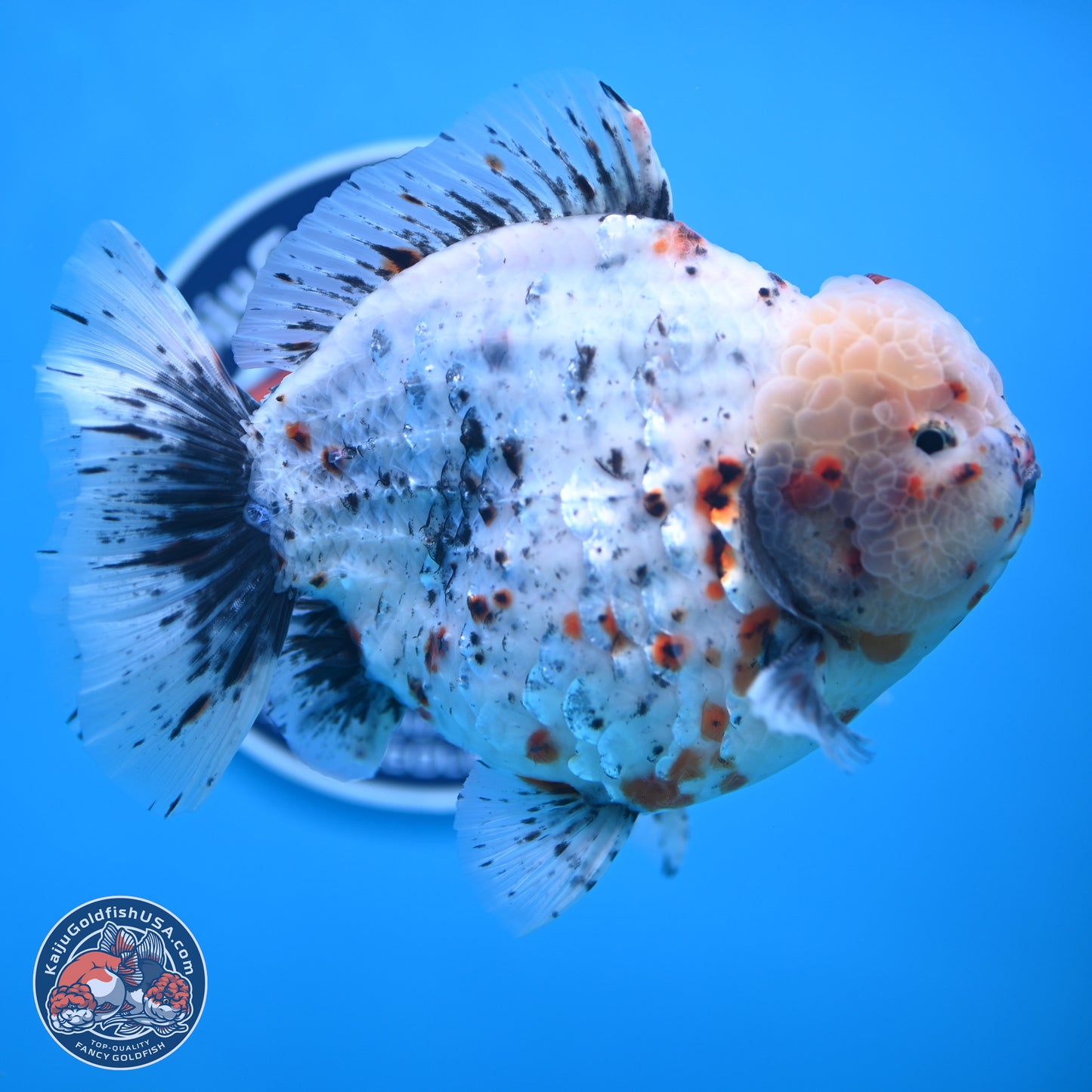 Jumbo Shogun Godzilla Calico Oranda 6-7.5 inches (241004_OR18) - Kaiju Goldfish USA