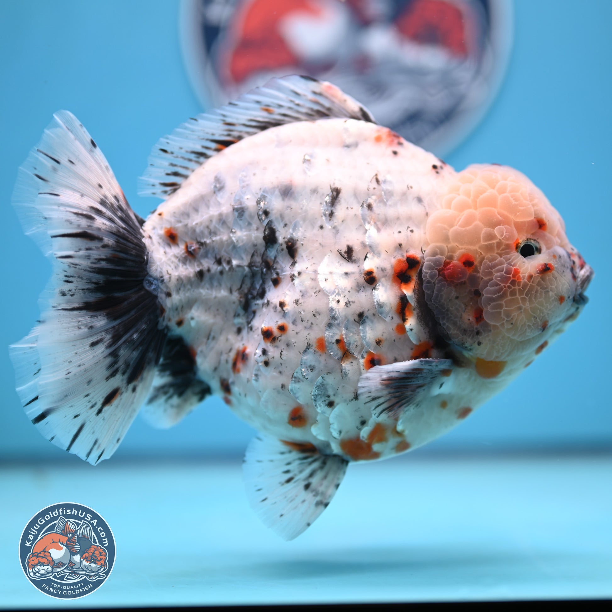 Jumbo Shogun Godzilla Calico Oranda 6-7.5 inches (241004_OR18) - Kaiju Goldfish USA