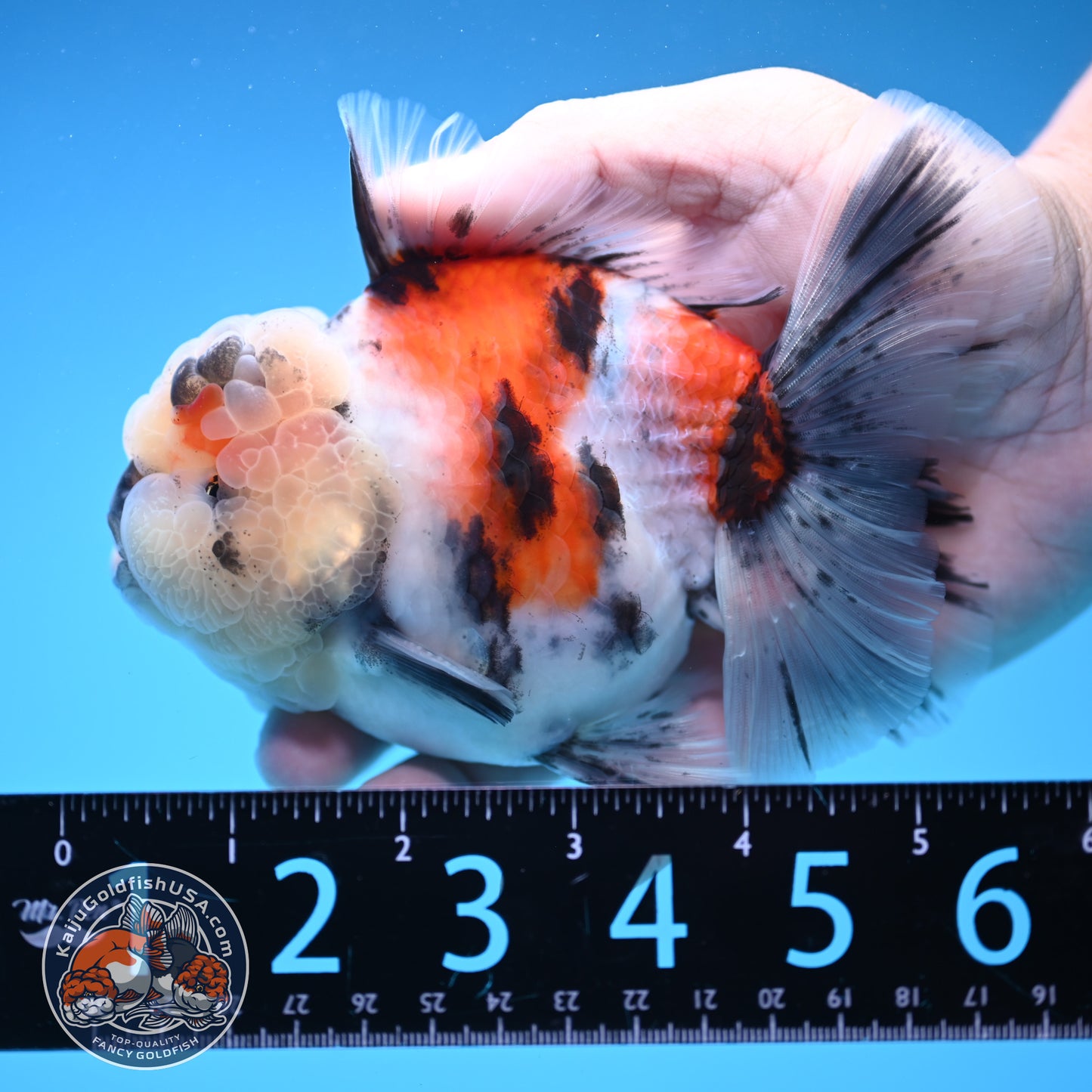 Tricolor Tiger Oranda 4 inch Body (250905_OR18)