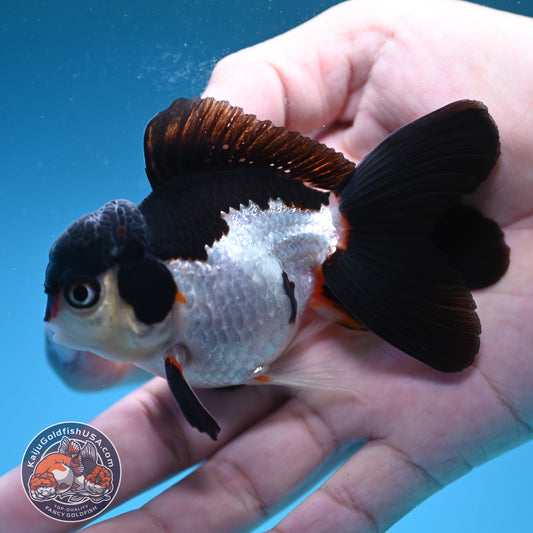 Panda Oranda 3.5 inch Body (250822_OR18)