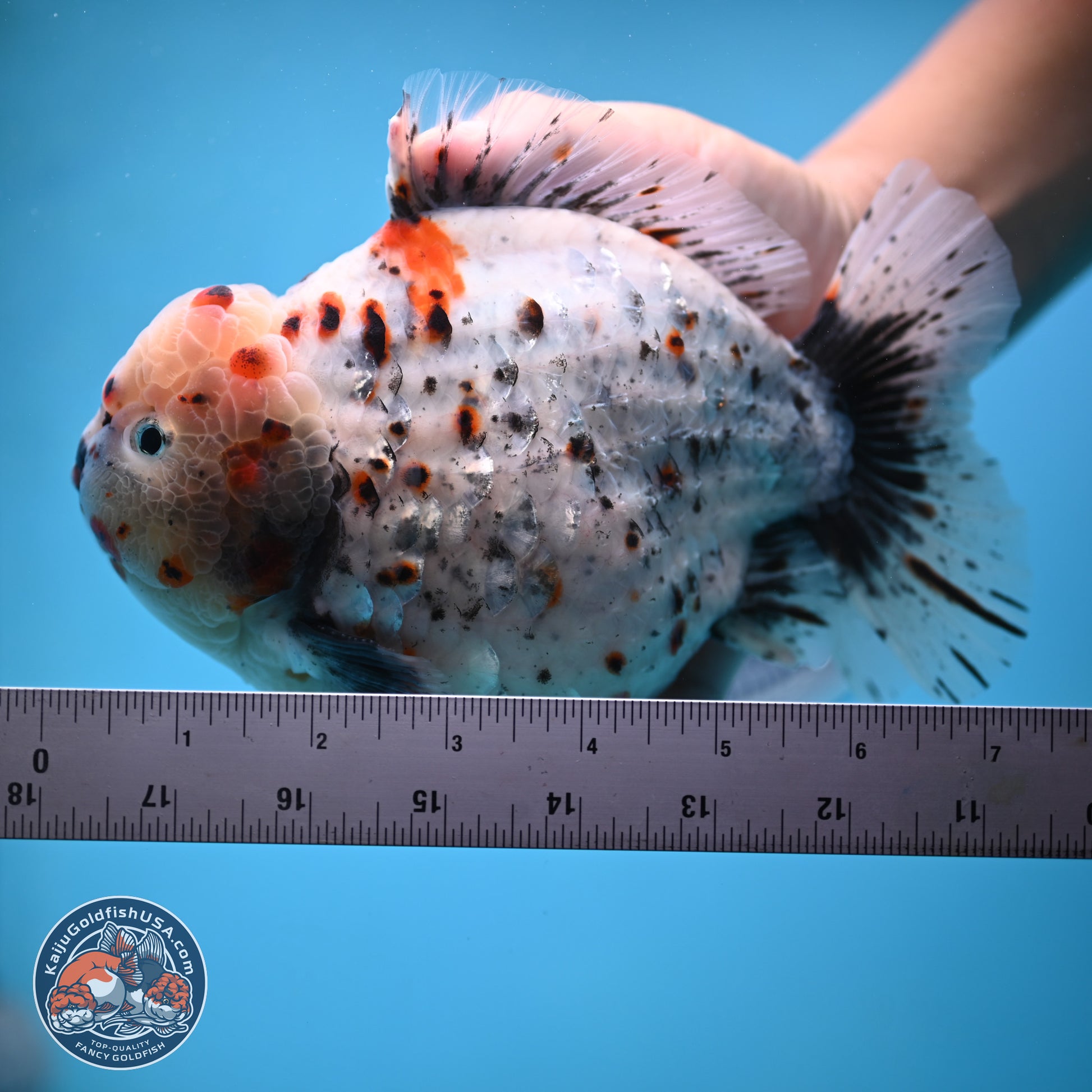 Jumbo Shogun Godzilla Calico Oranda 6-7.5 inches (241004_OR18) - Kaiju Goldfish USA