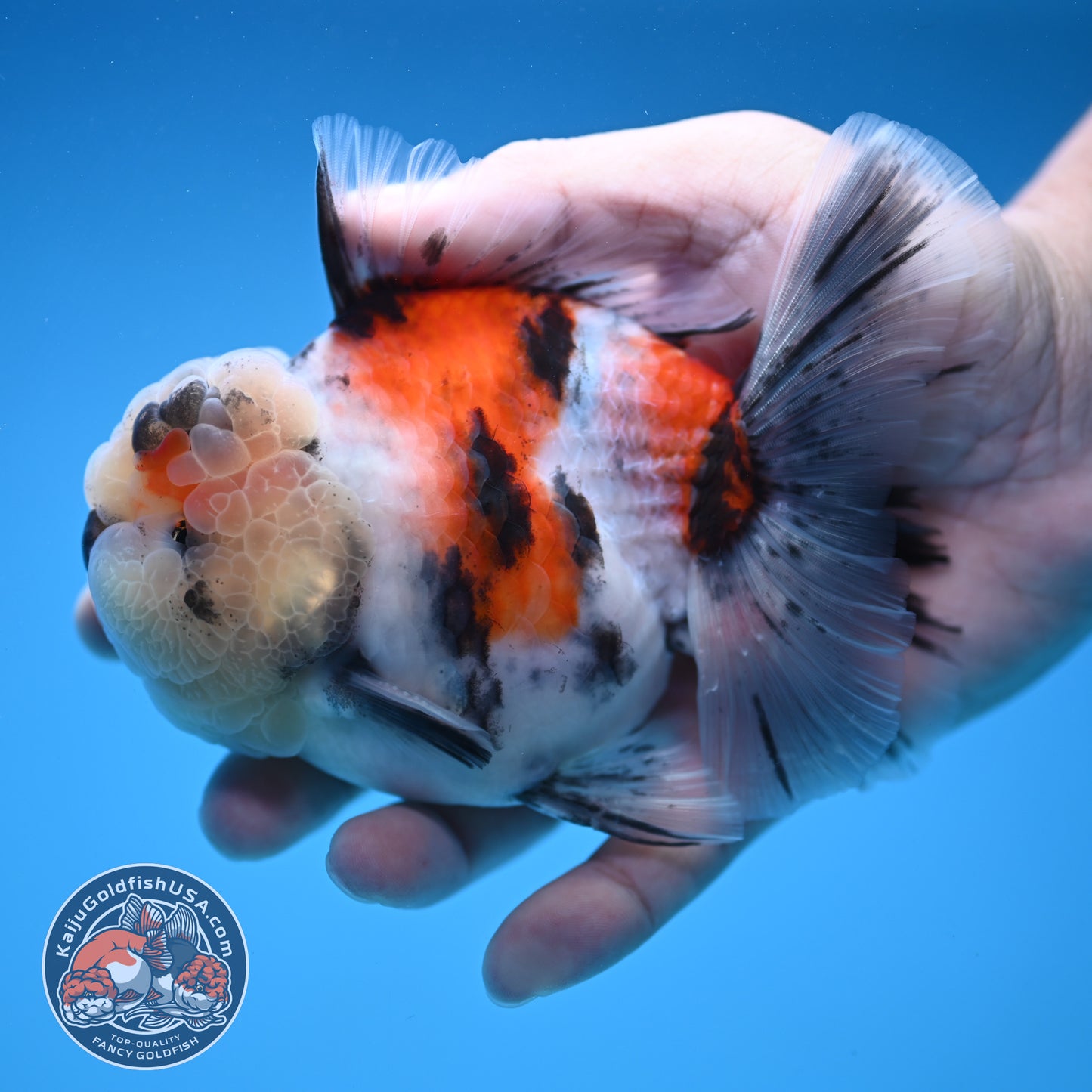Tricolor Tiger Oranda 4 inch Body (250905_OR18)