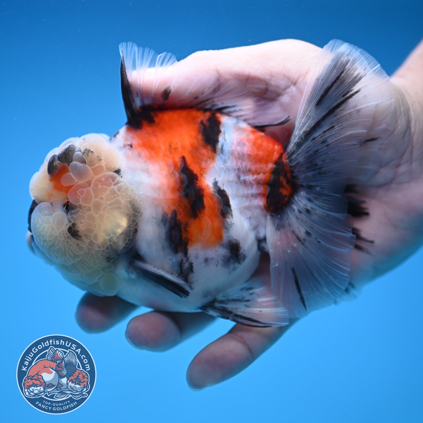 Tricolor Tiger Oranda 4 inch Body (250905_OR18)