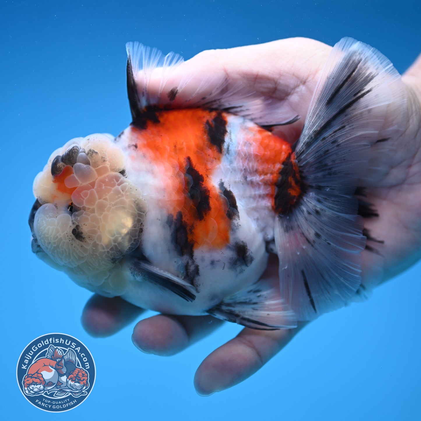 Tricolor Tiger Oranda 4 inch Body (250905_OR18)