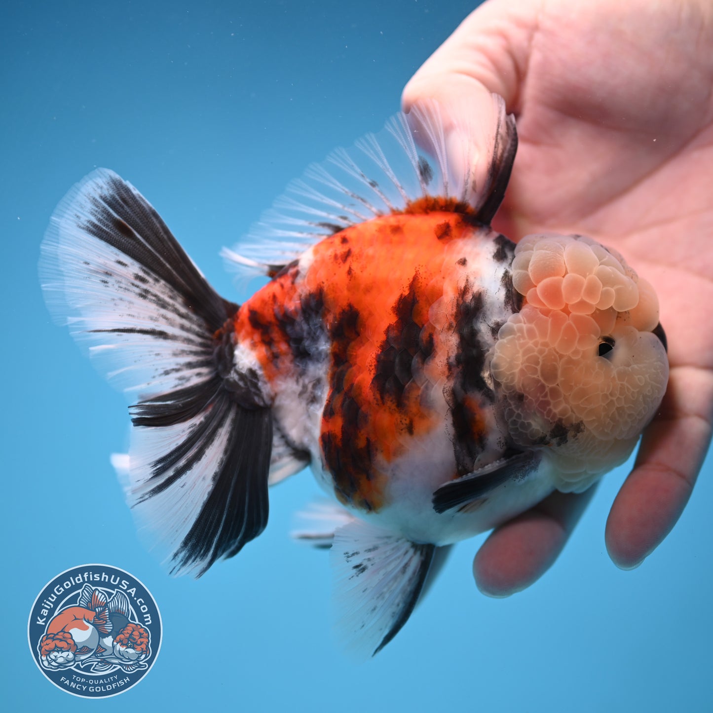 Tricolor Tiger Oranda 4 inch Body (250905_OR18)