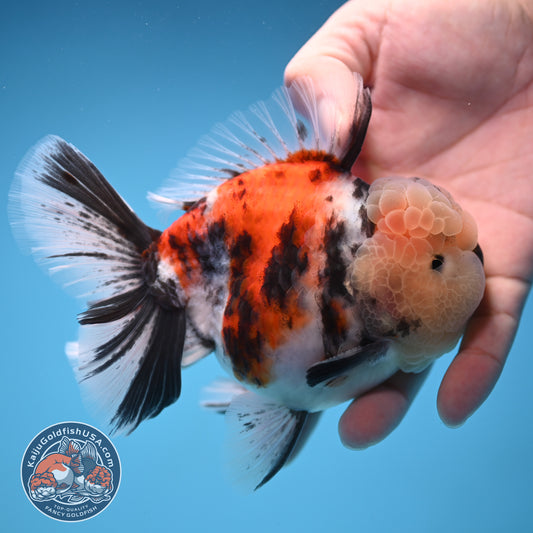 Tricolor Tiger Oranda 4 inch Body (250905_OR18)