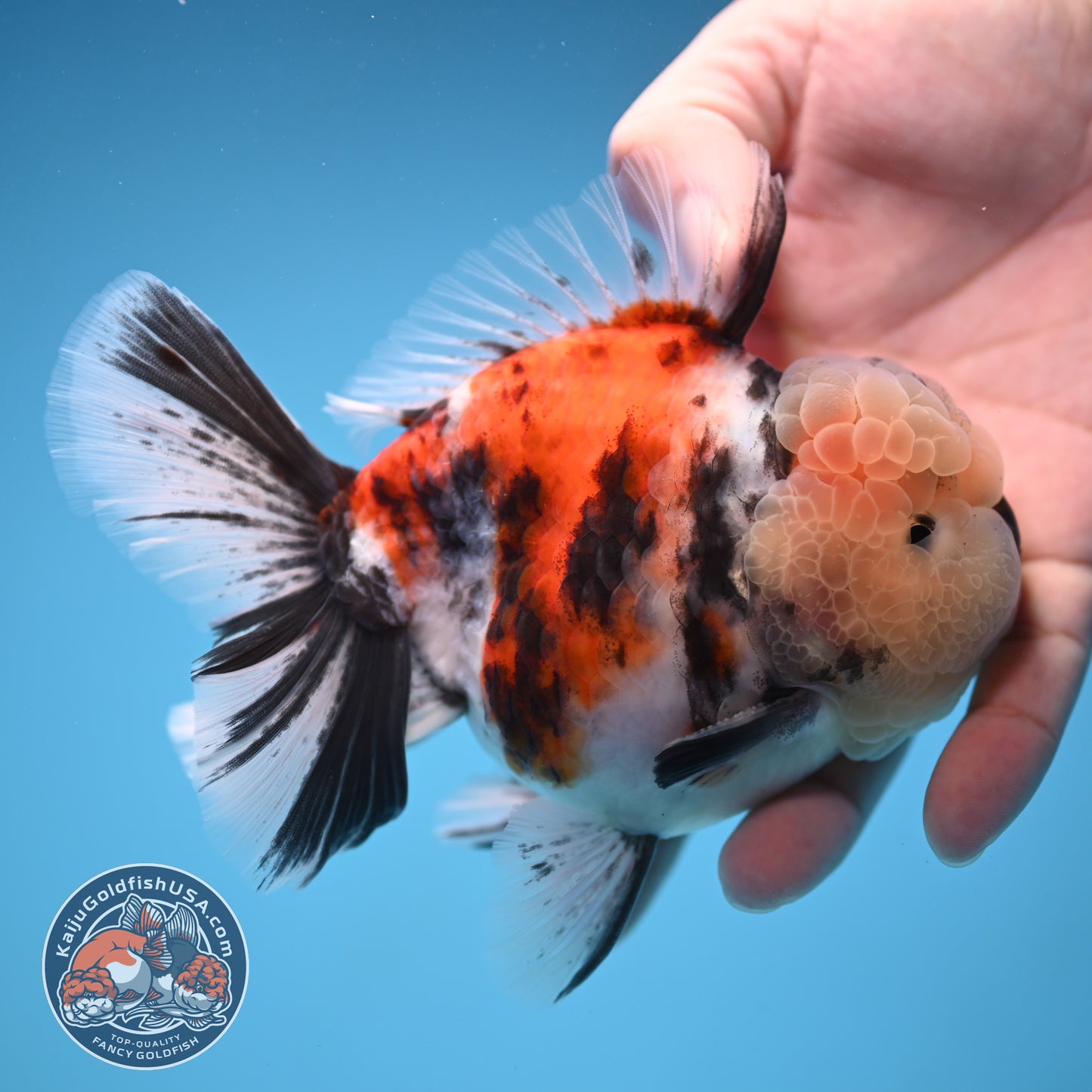 Tricolor Tiger Oranda 4 inch Body (250905_OR18)