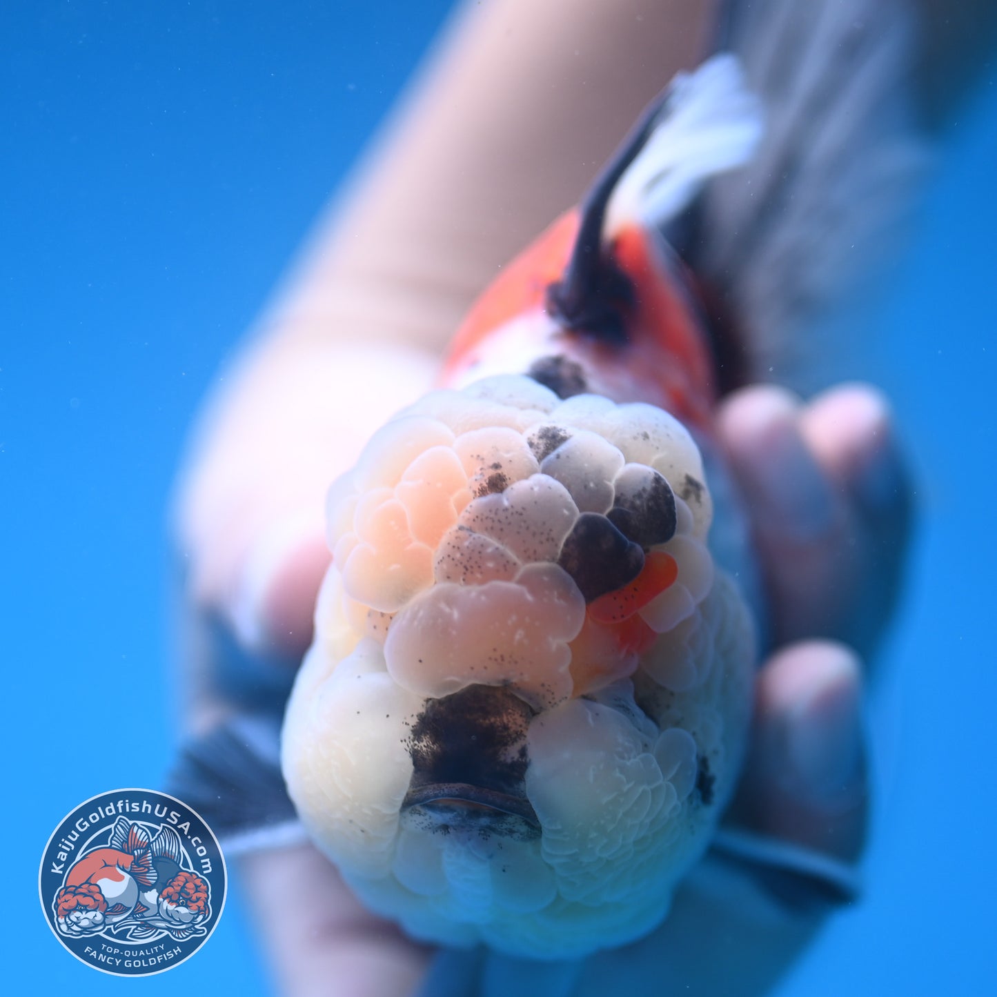 Tricolor Tiger Oranda 4 inch Body (250905_OR18)