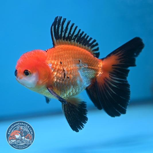 Tricolor Oranda 3.5 inch Body (250613_OR18)