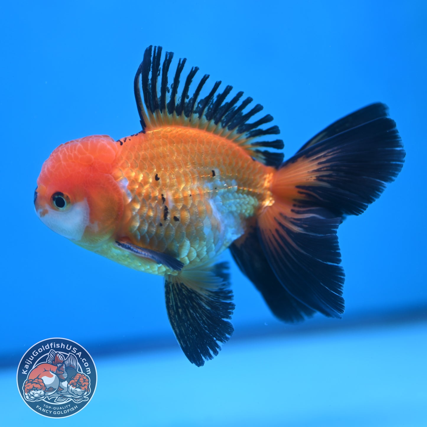 Tricolor Oranda 3.5 inch Body (250613_OR18)