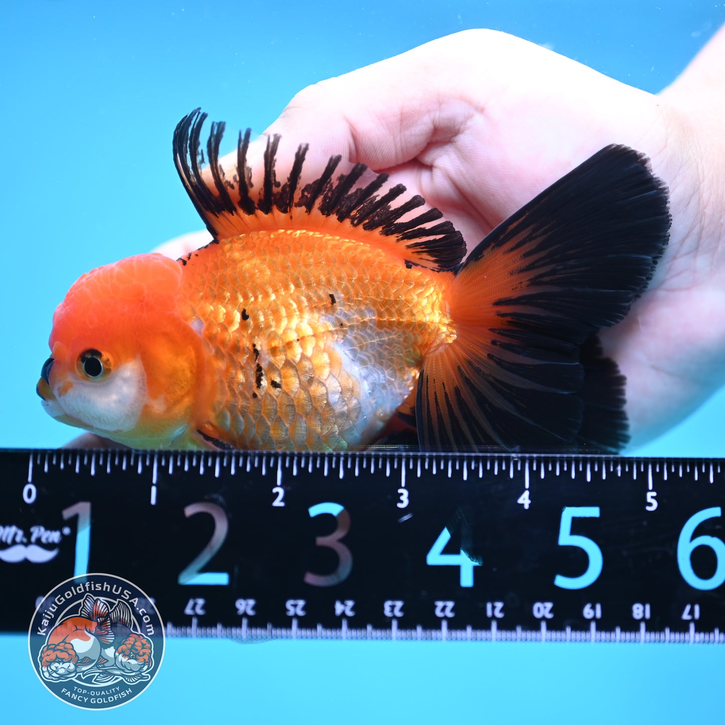 Tricolor Oranda 3.5 inch Body (250613_OR18)