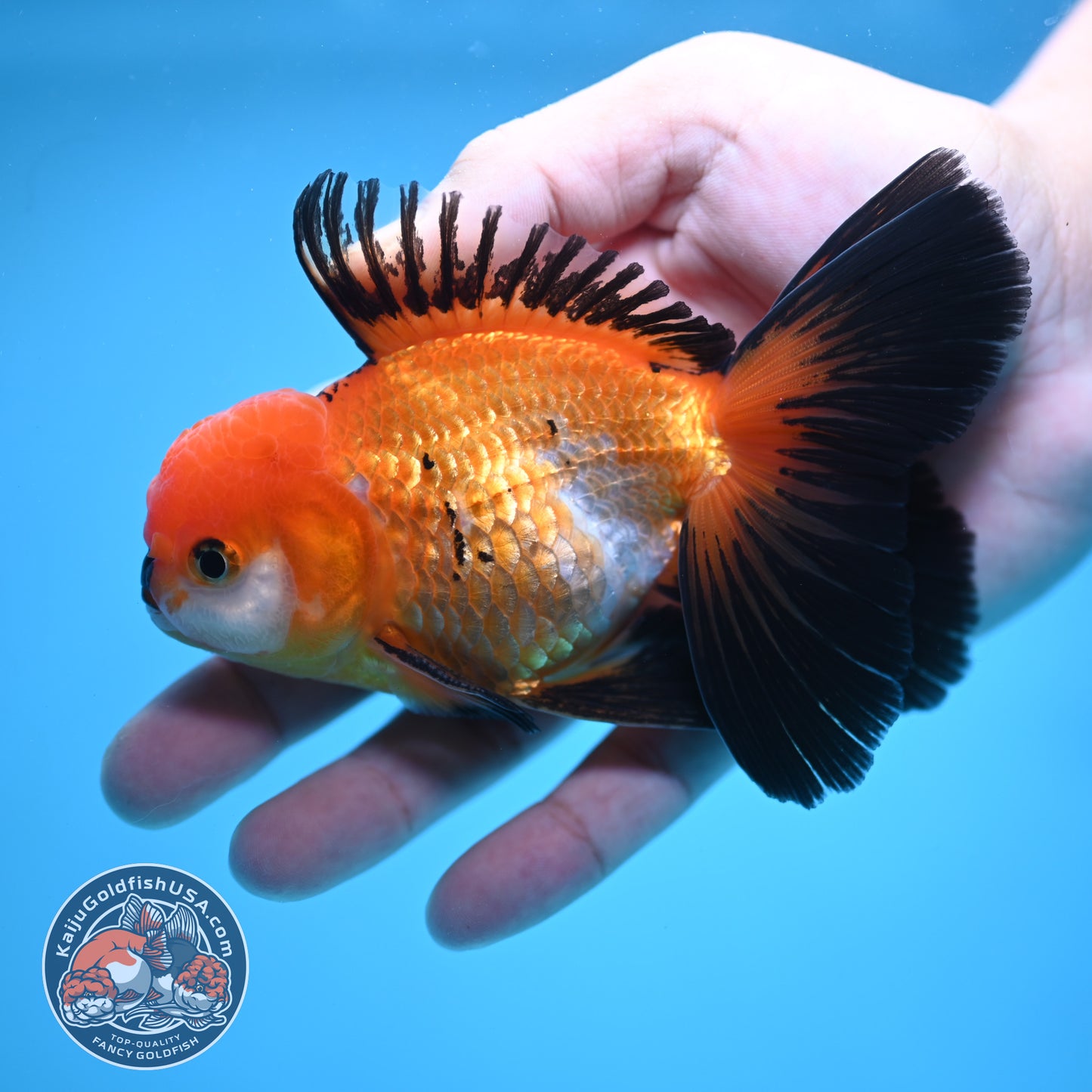 Tricolor Oranda 3.5 inch Body (250613_OR18)
