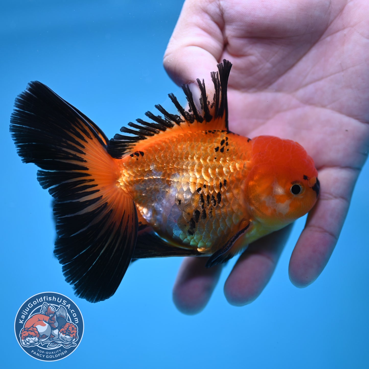 Tricolor Oranda 3.5 inch Body (250613_OR18)