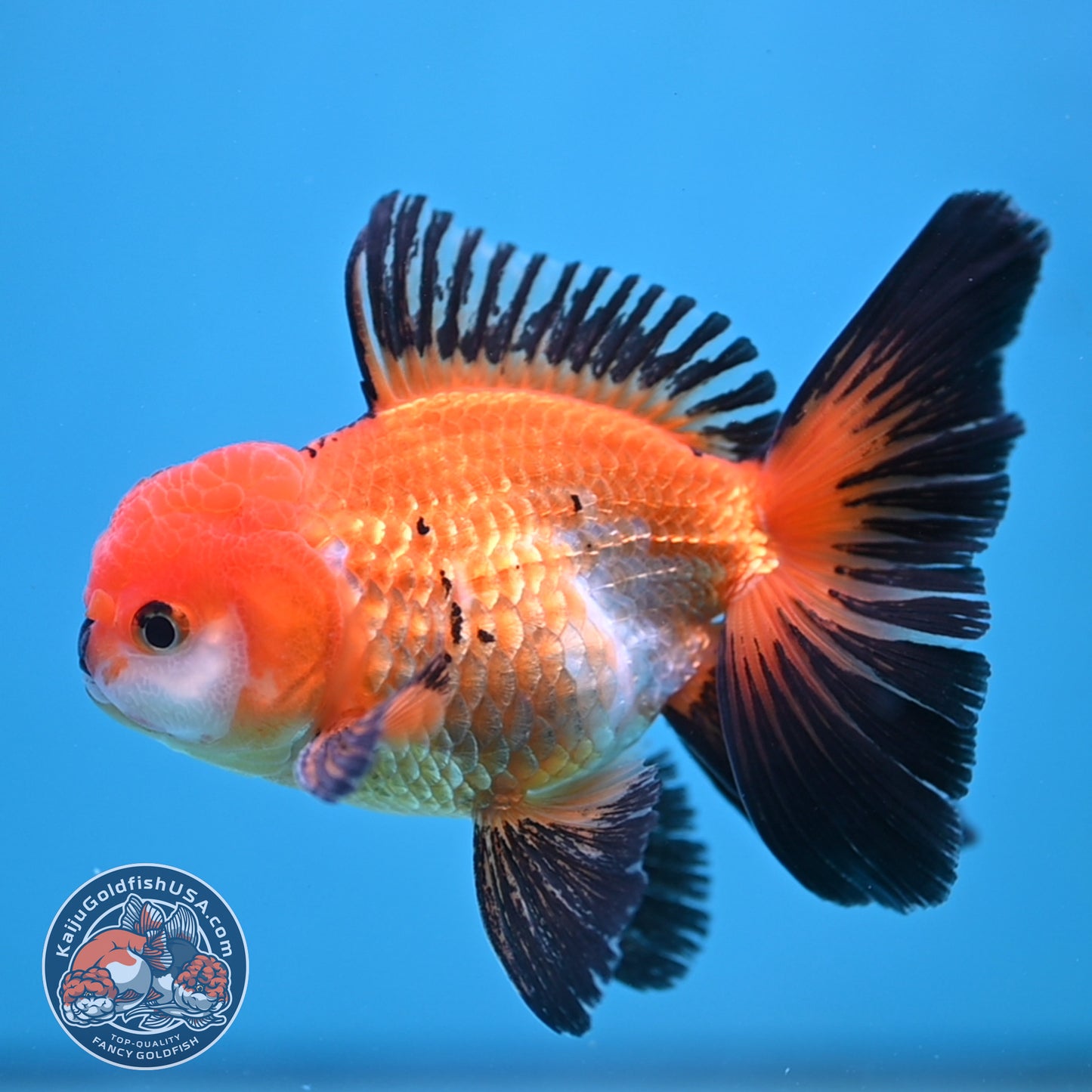 Tricolor Oranda 3.5 inch Body (250613_OR18)