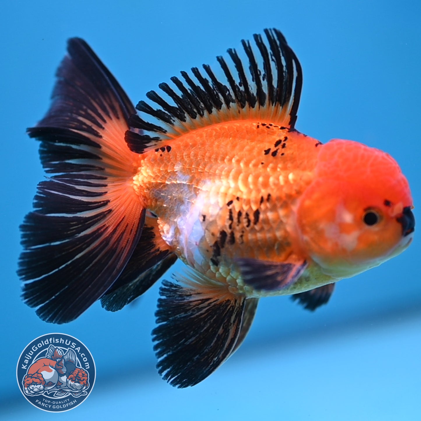 Tricolor Oranda 3.5 inch Body (250613_OR18)