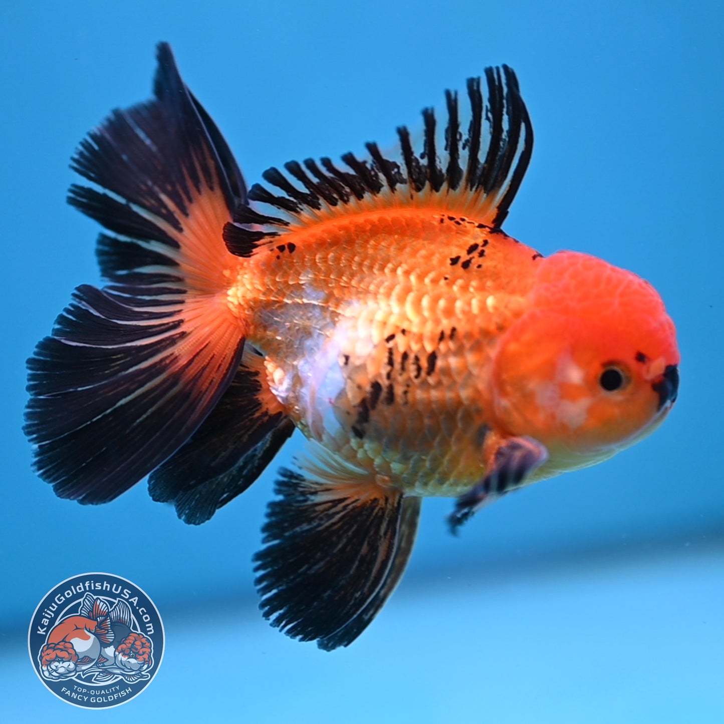 Tricolor Oranda 3.5 inch Body (250613_OR18)