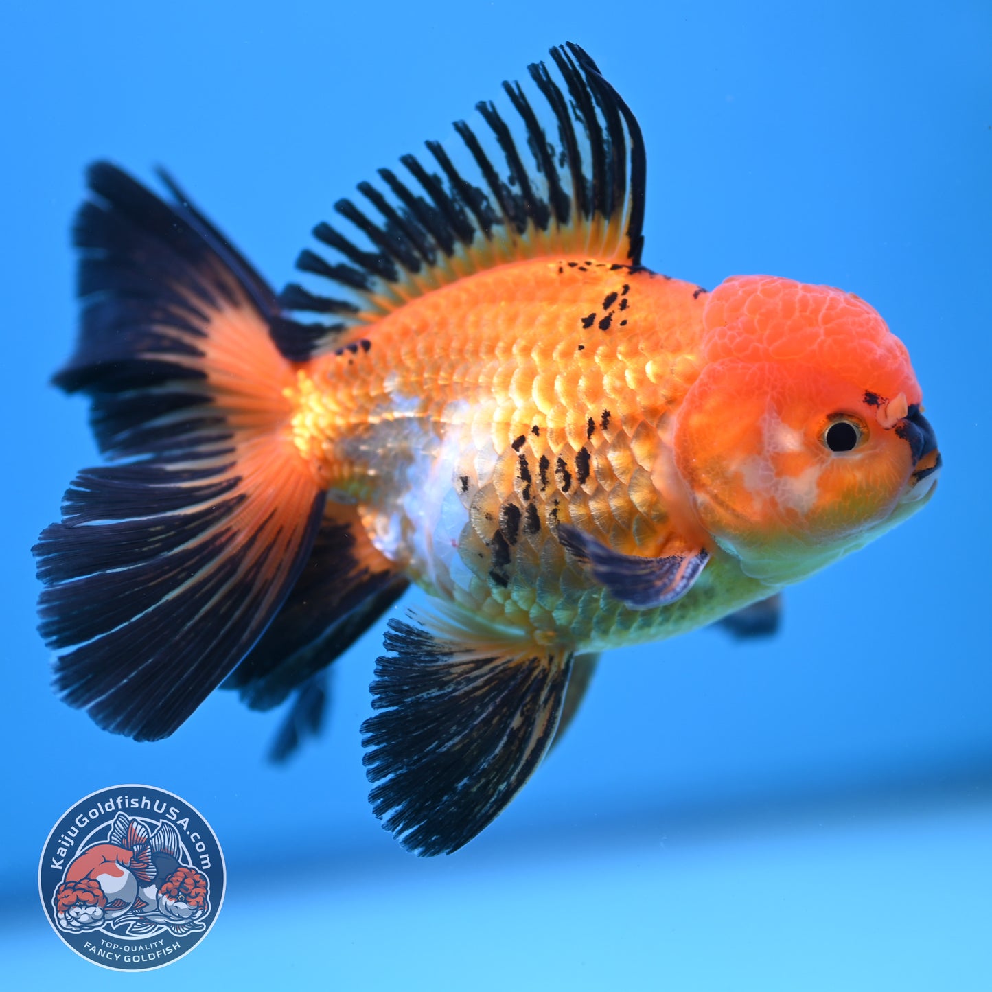 Tricolor Oranda 3.5 inch Body (250613_OR18)
