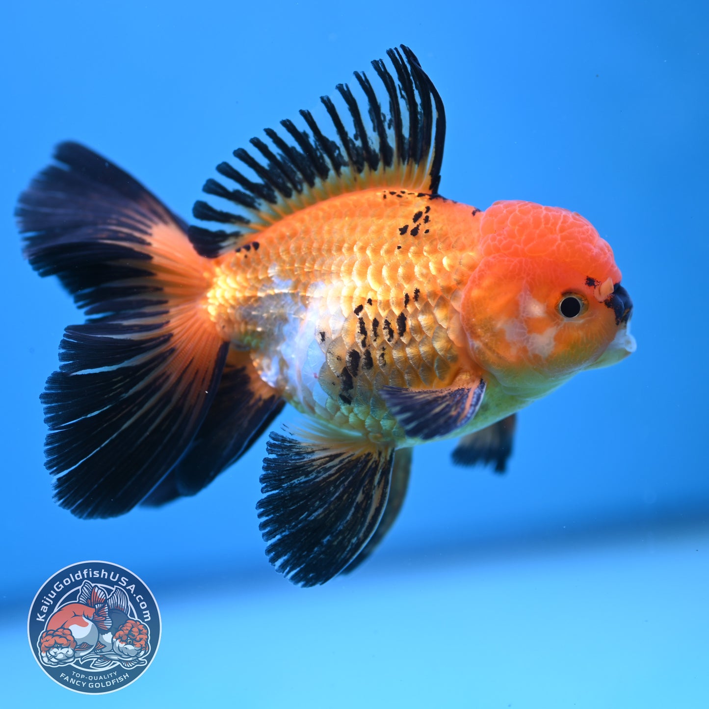 Tricolor Oranda 3.5 inch Body (250613_OR18)