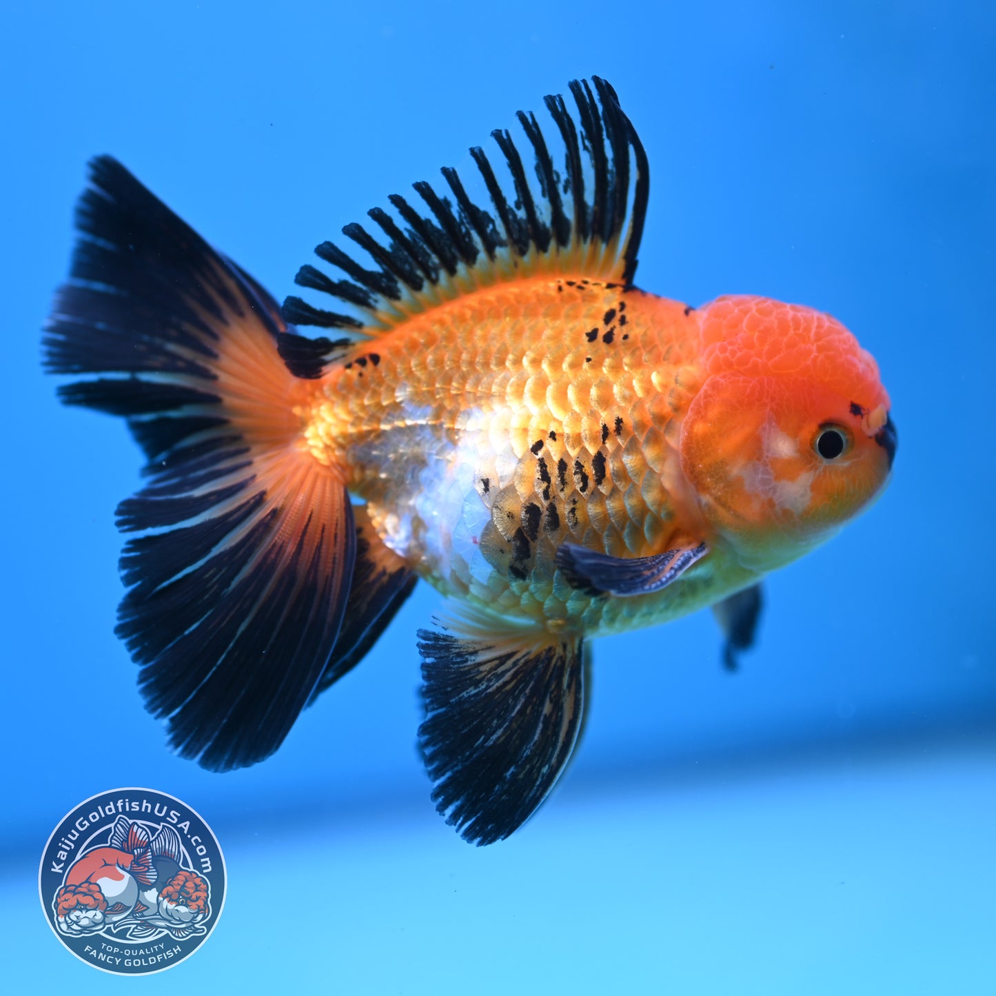 Tricolor Oranda 3.5 inch Body (250613_OR18)