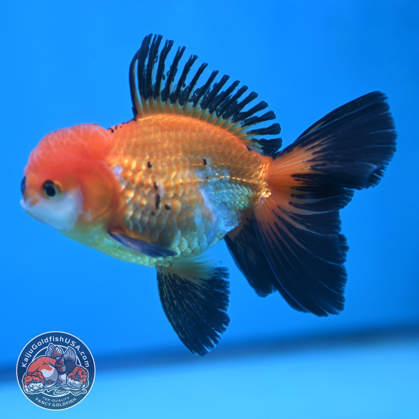 Tricolor Oranda 3.5 inch Body (250613_OR18)