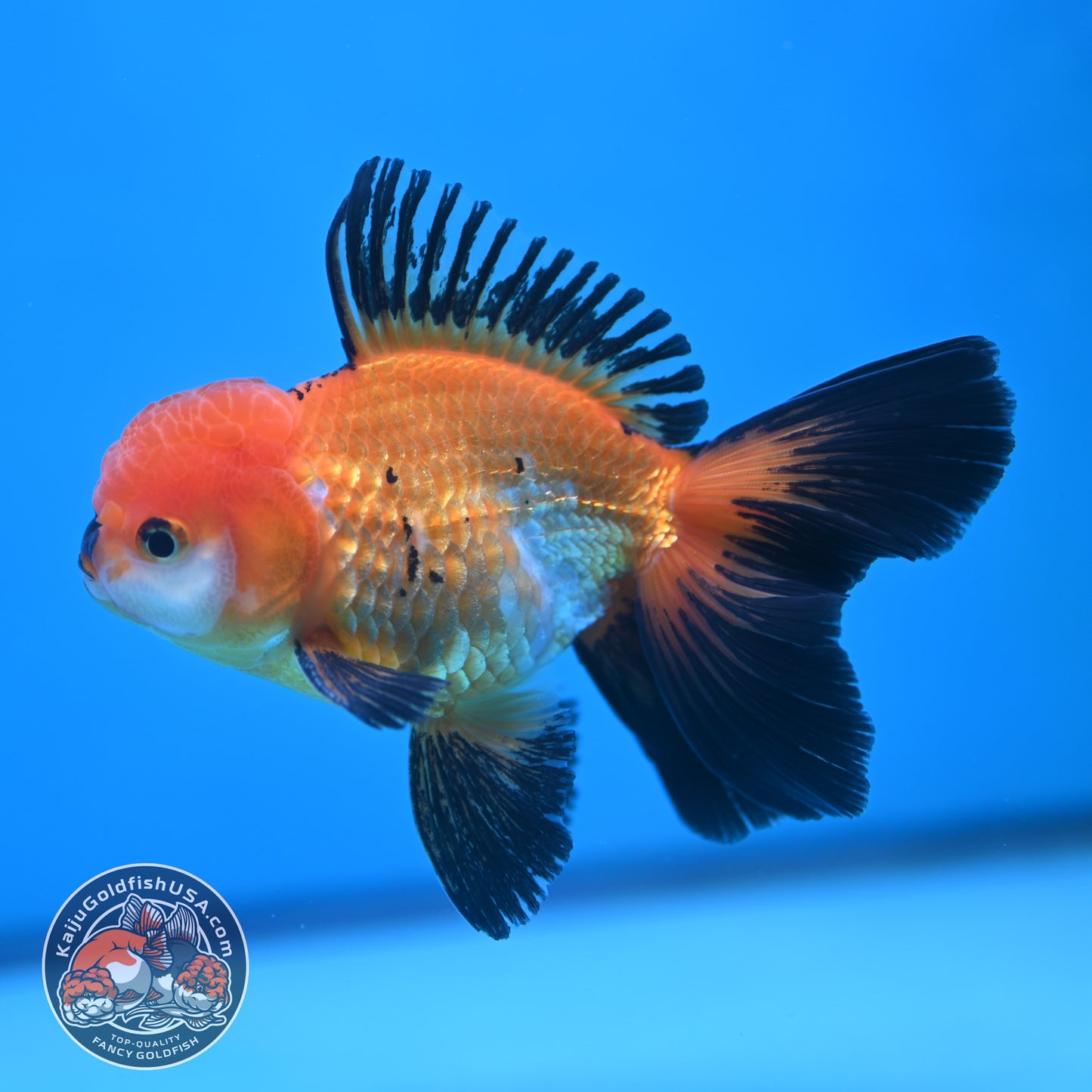 Tricolor Oranda 3.5 inch Body (250613_OR18)