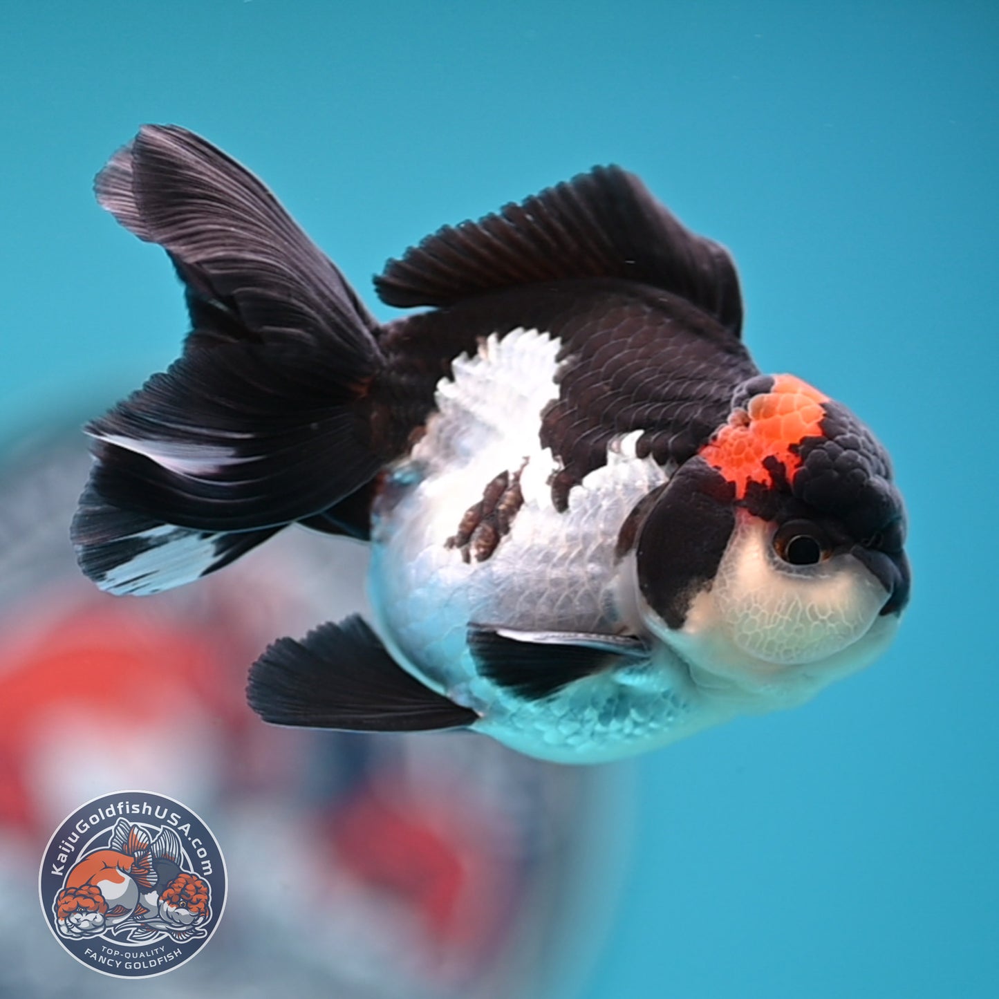 FREE2DAY Shipping - Tricolor Oranda 3 inches Body (250516_OR18)