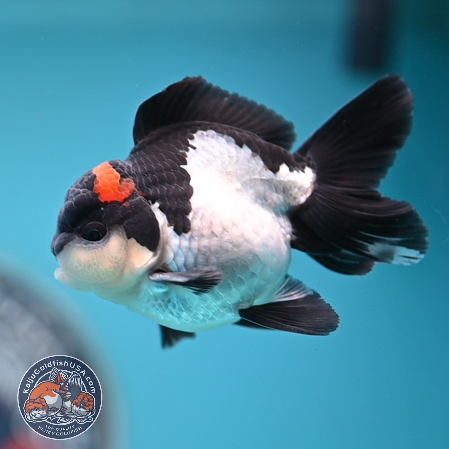 FREE2DAY Shipping - Tricolor Oranda 3 inches Body (250516_OR18)