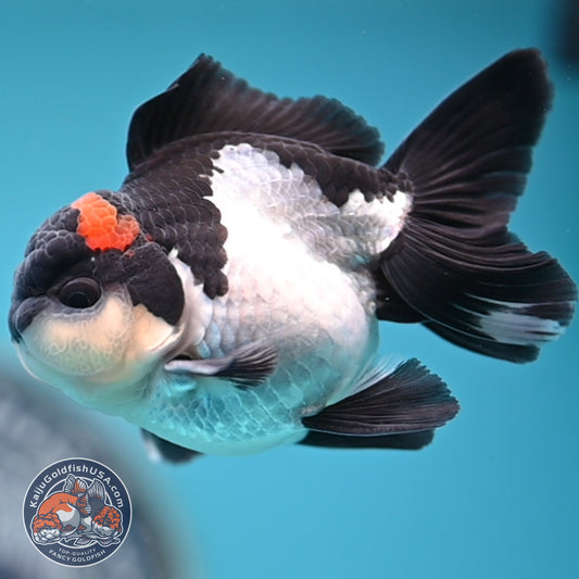 FREE2DAY Shipping - Tricolor Oranda 3 inches Body (250516_OR18)