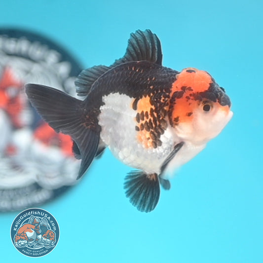 Tricolor Oranda 3 inches Body (250509_OR18)