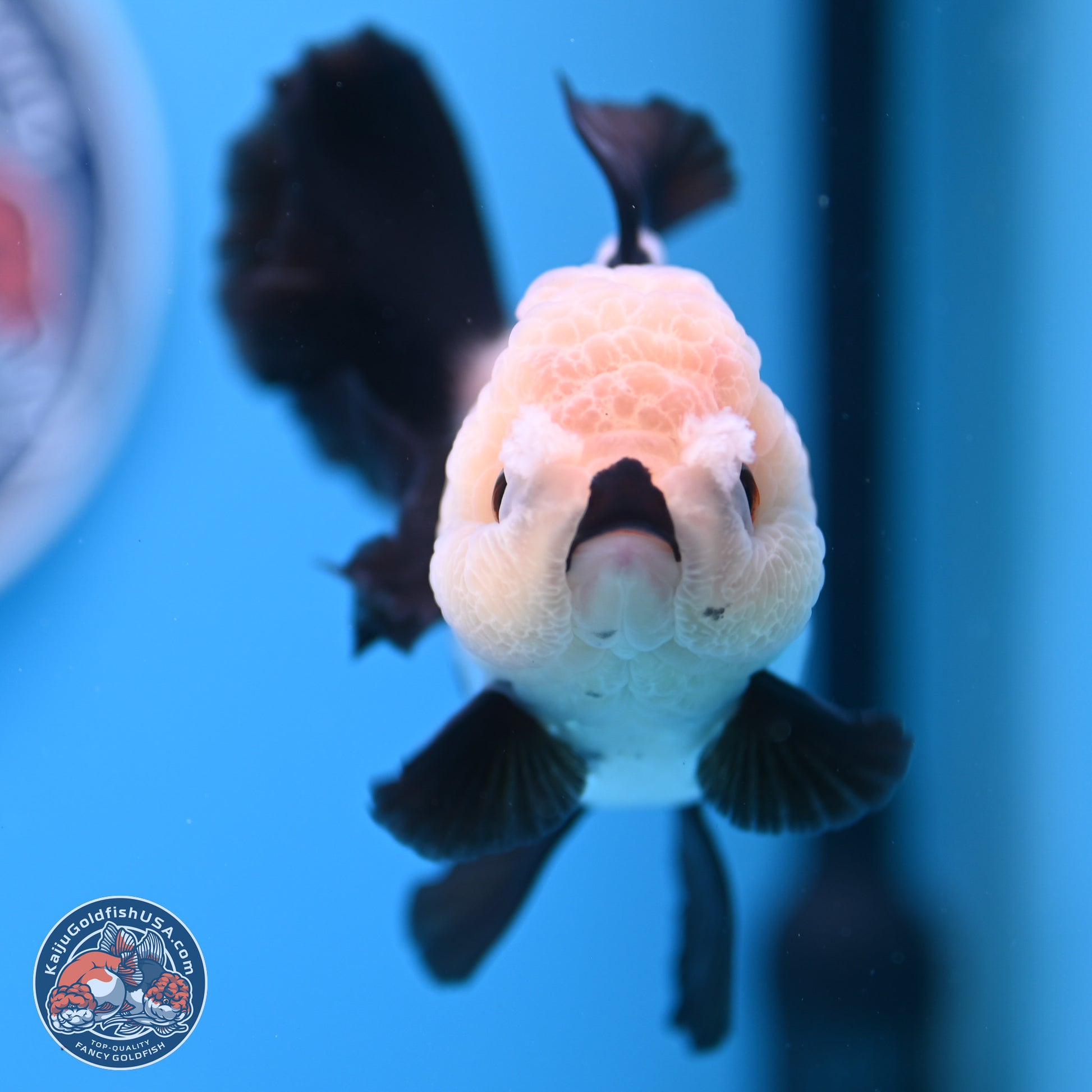 Panda Rose Tail Oranda 5.5 inches (241025_OR19) - Kaiju Goldfish USA