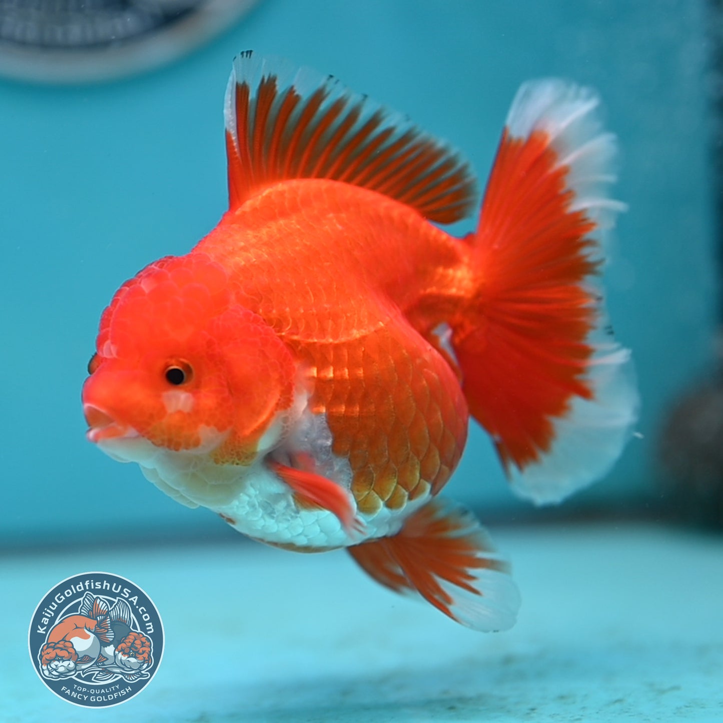 Red White Rose Tail Oranda 4 inches Body (250502_OR19)