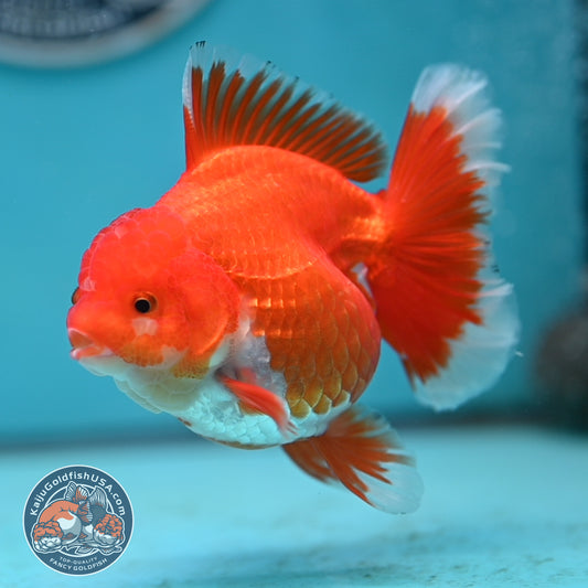 Red White Rose Tail Oranda 4 inches Body (250502_OR19)