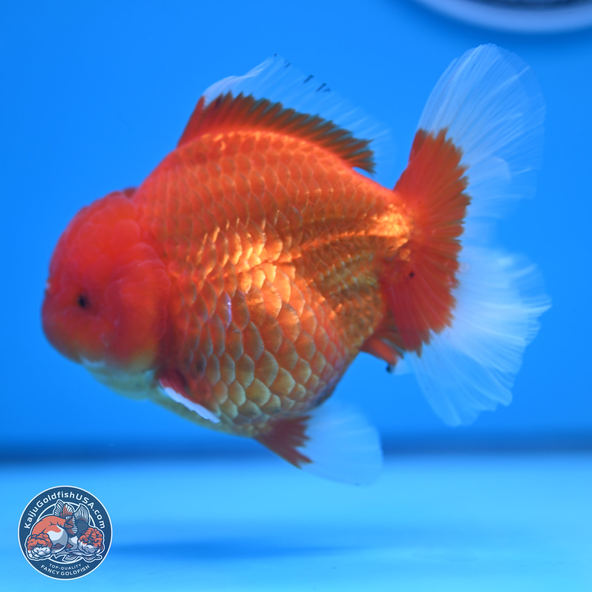 Classic Red Rose Tail Oranda 4.5 inches - Female (241122_OR19) - Kaiju Goldfish USA