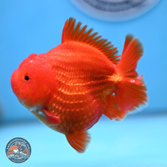 Classic Red YuanBao Oranda 3.5 inches Body - Female (250214_OR19)