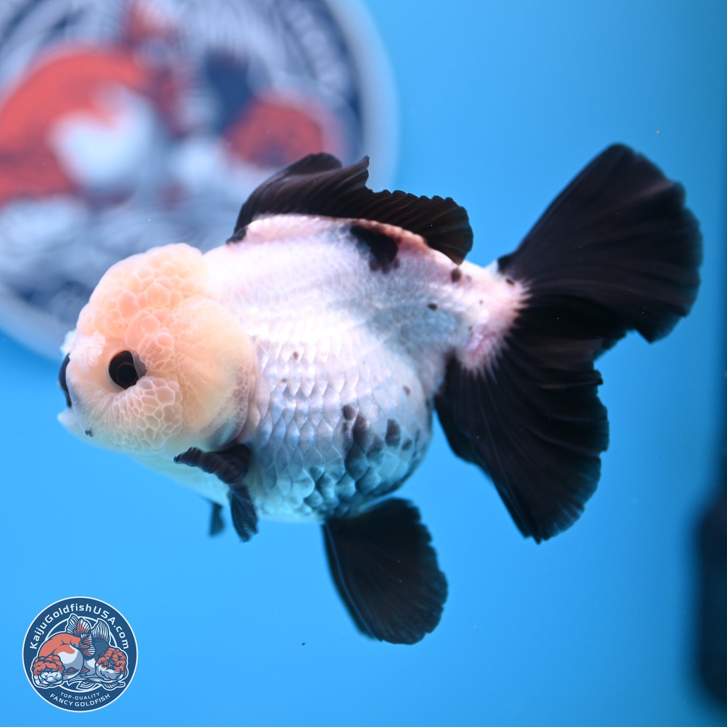 Panda Rose Tail Oranda 5.5 inches (241025_OR19) - Kaiju Goldfish USA