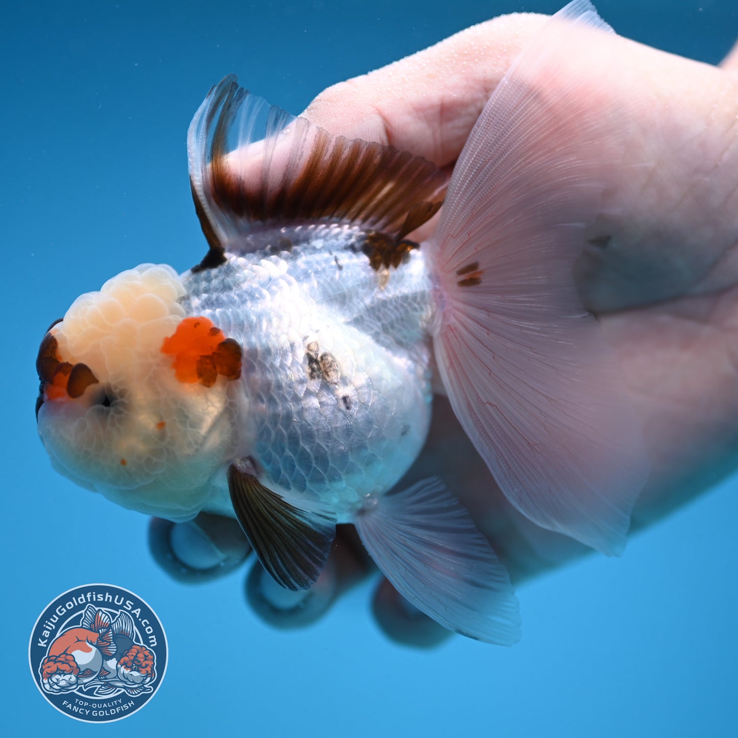 Tricolor Oranda 3 inch Body (250912_OR19)