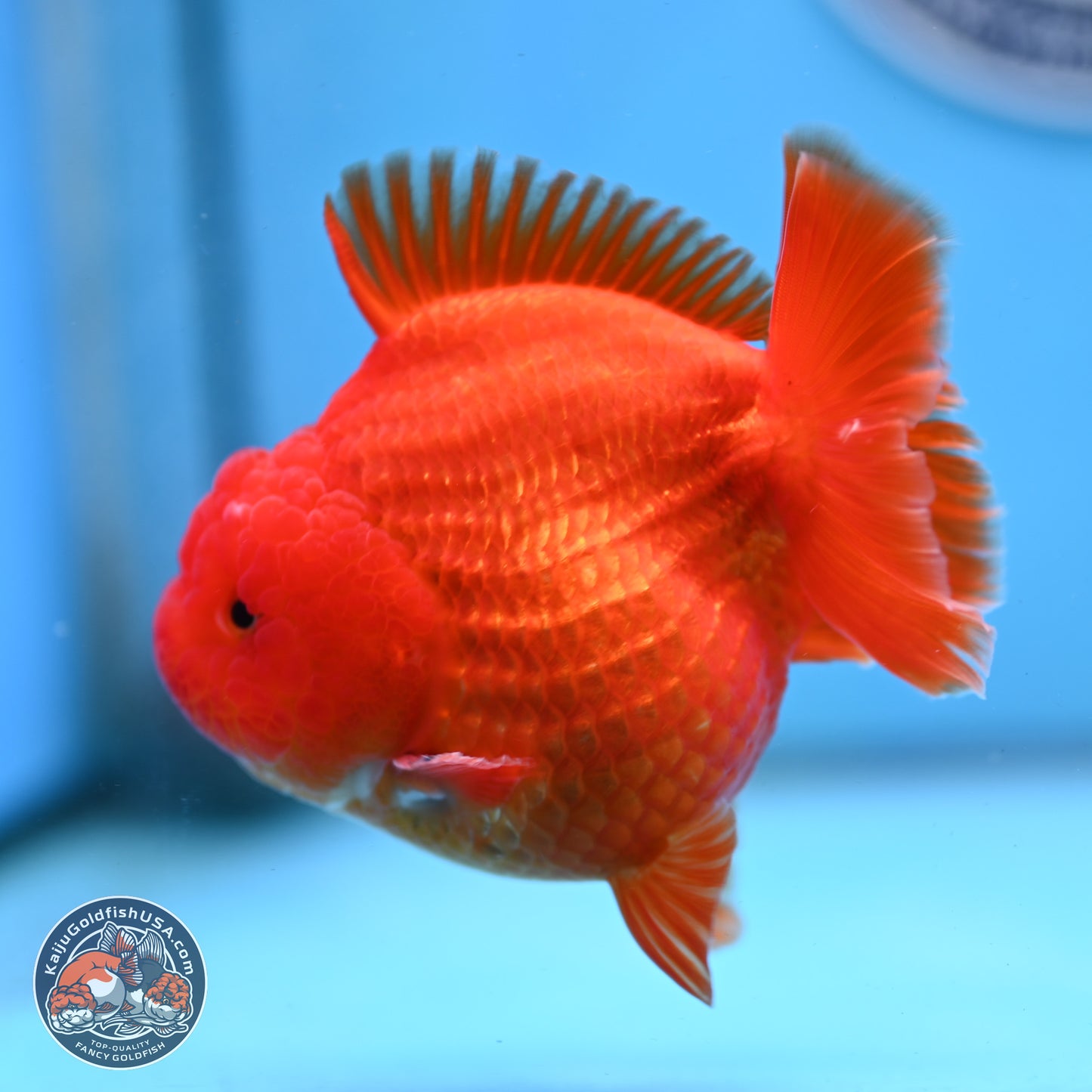 Classic Red YuanBao Oranda 3.5 inches Body - Female (250214_OR19)