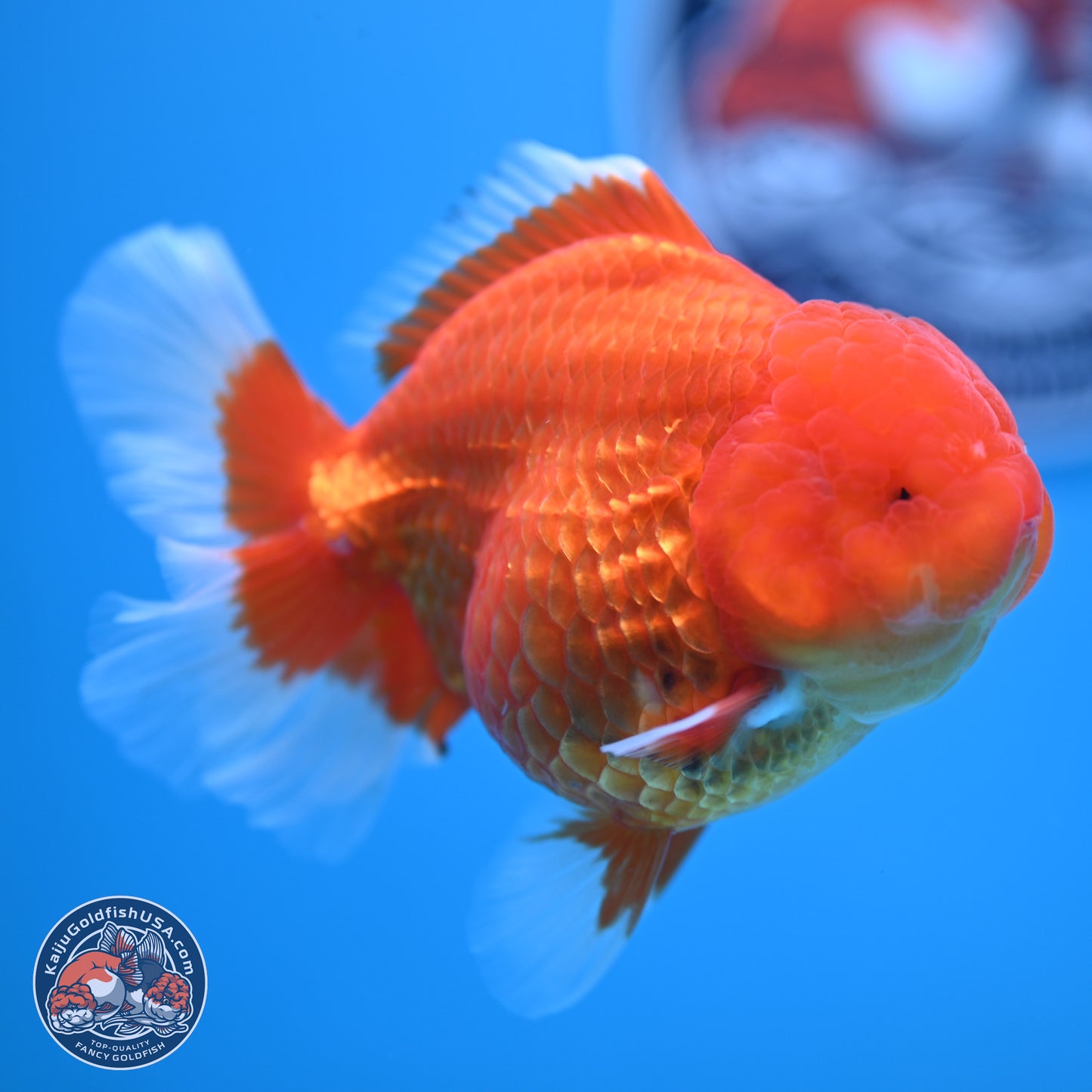 Classic Red Rose Tail Oranda 4.5 inches - Female (241122_OR19) - Kaiju Goldfish USA