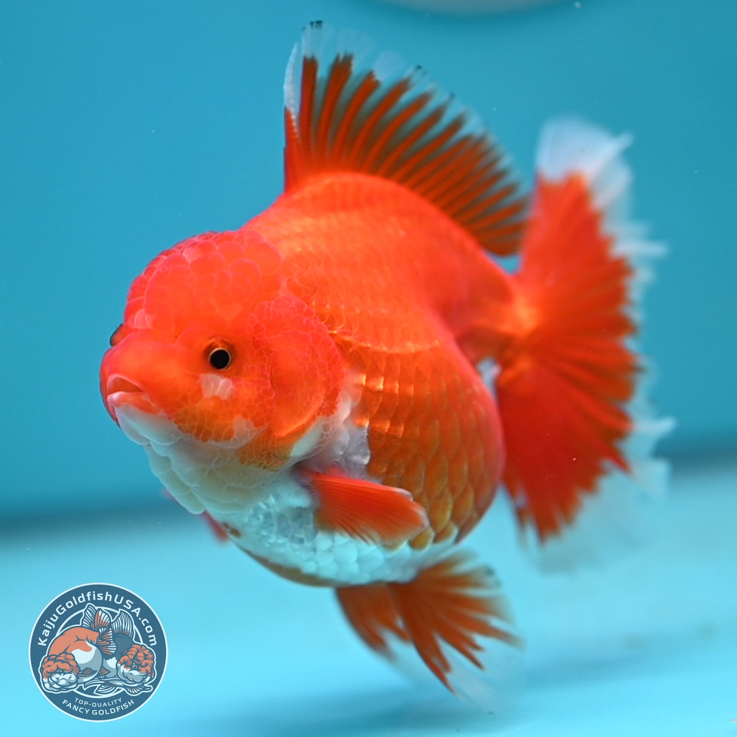 Red White Rose Tail Oranda 4 inches Body (250502_OR19)