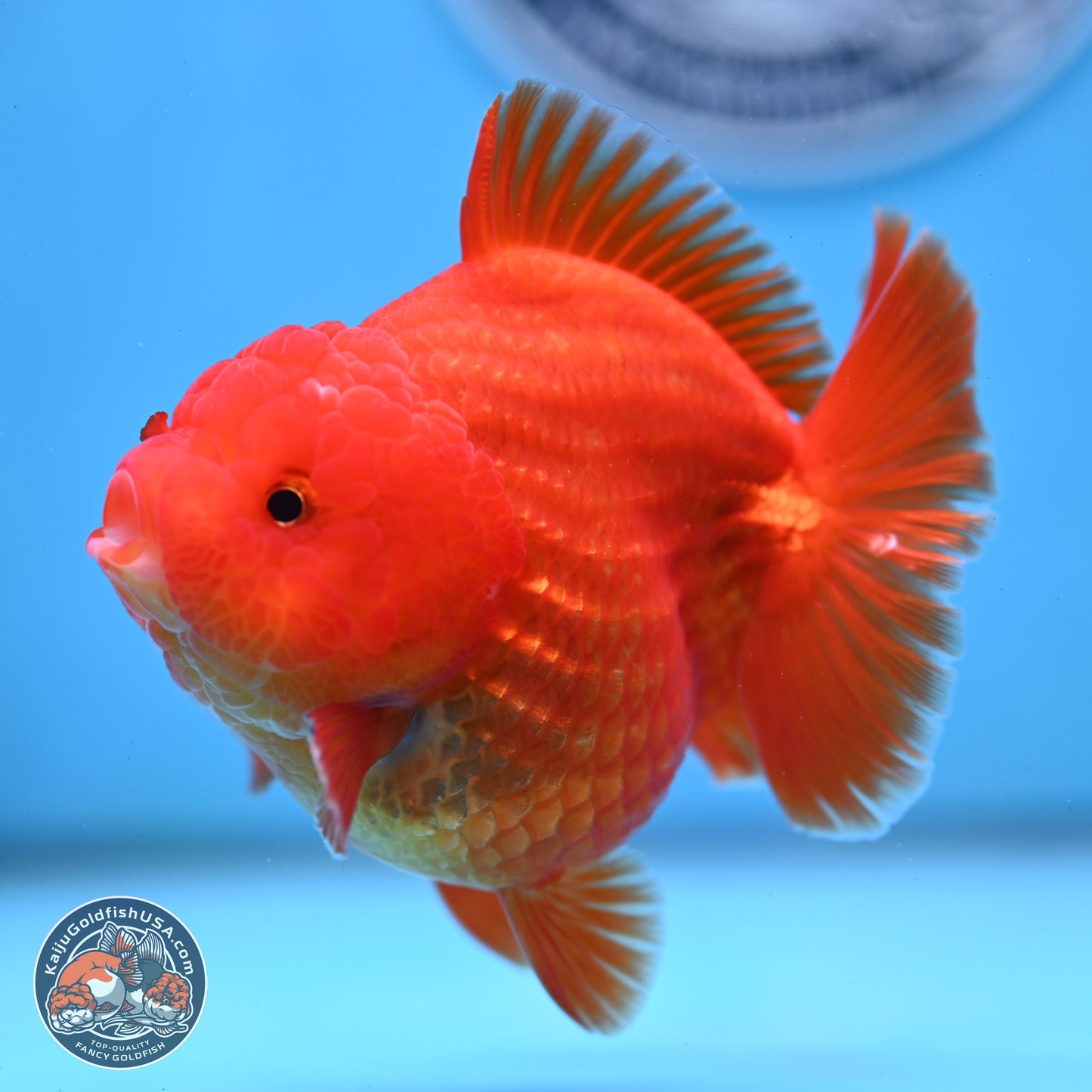 Classic Red YuanBao Oranda 3.5 inches Body - Female (250214_OR19)