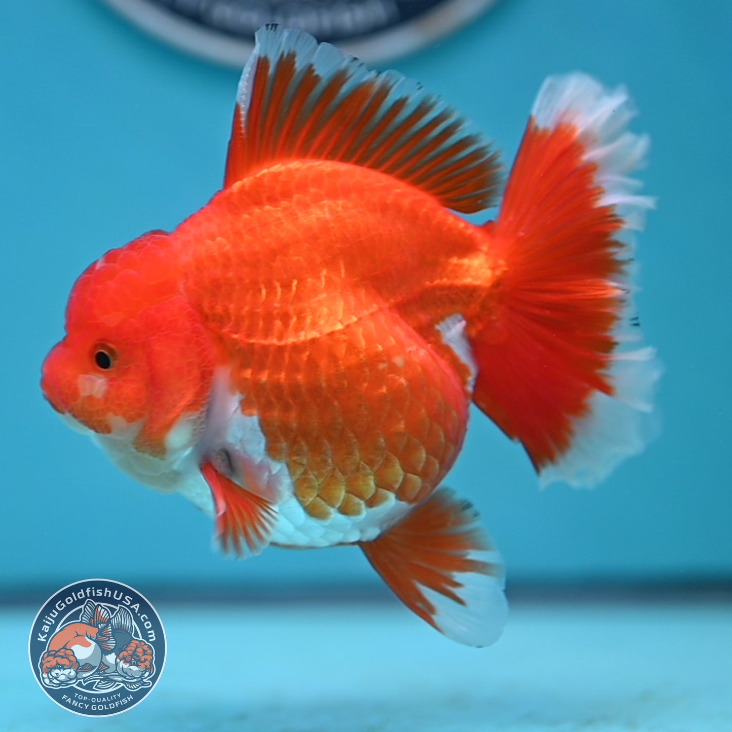 Red White Rose Tail Oranda 4 inches Body (250502_OR19)