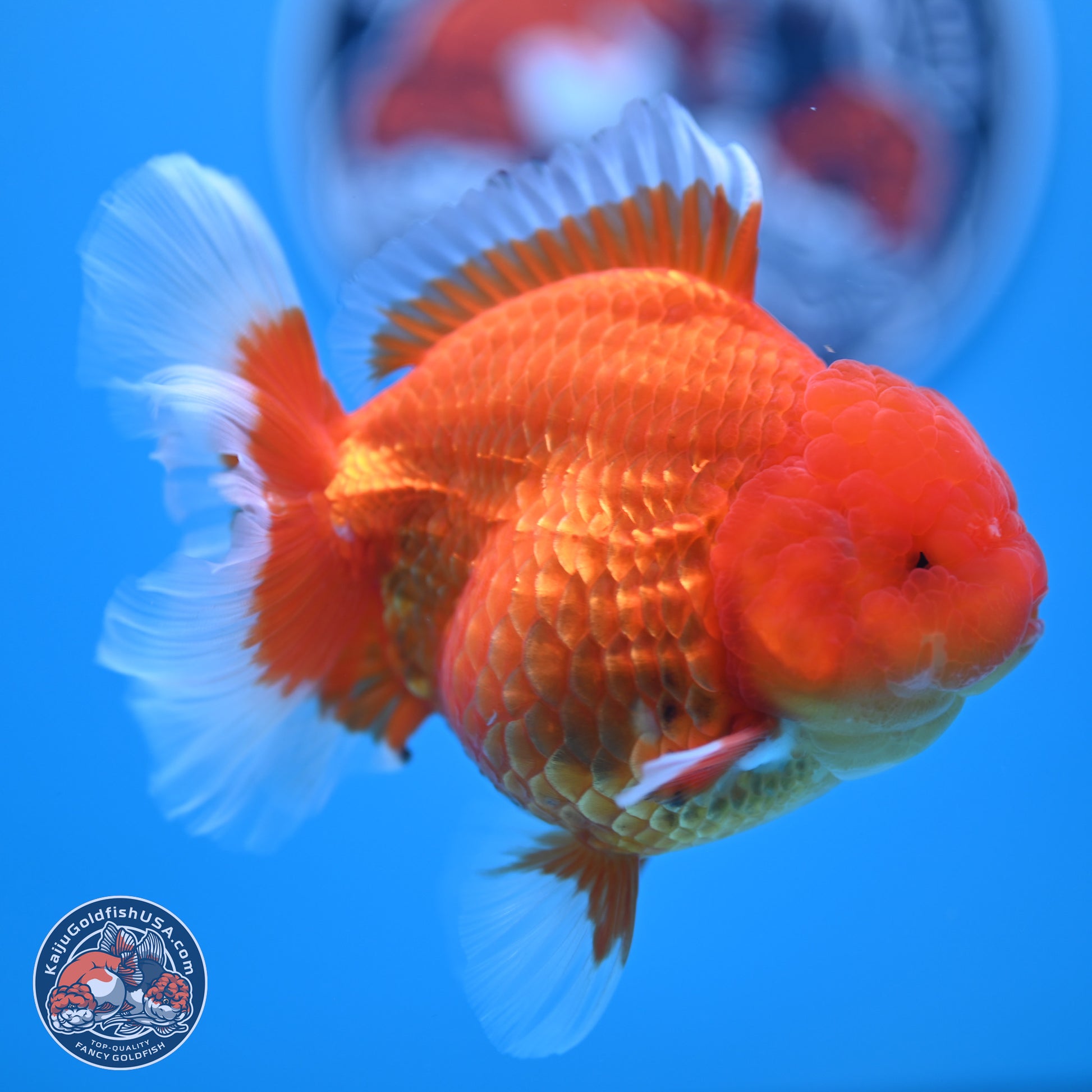 Classic Red Rose Tail Oranda 4.5 inches - Female (241122_OR19) - Kaiju Goldfish USA