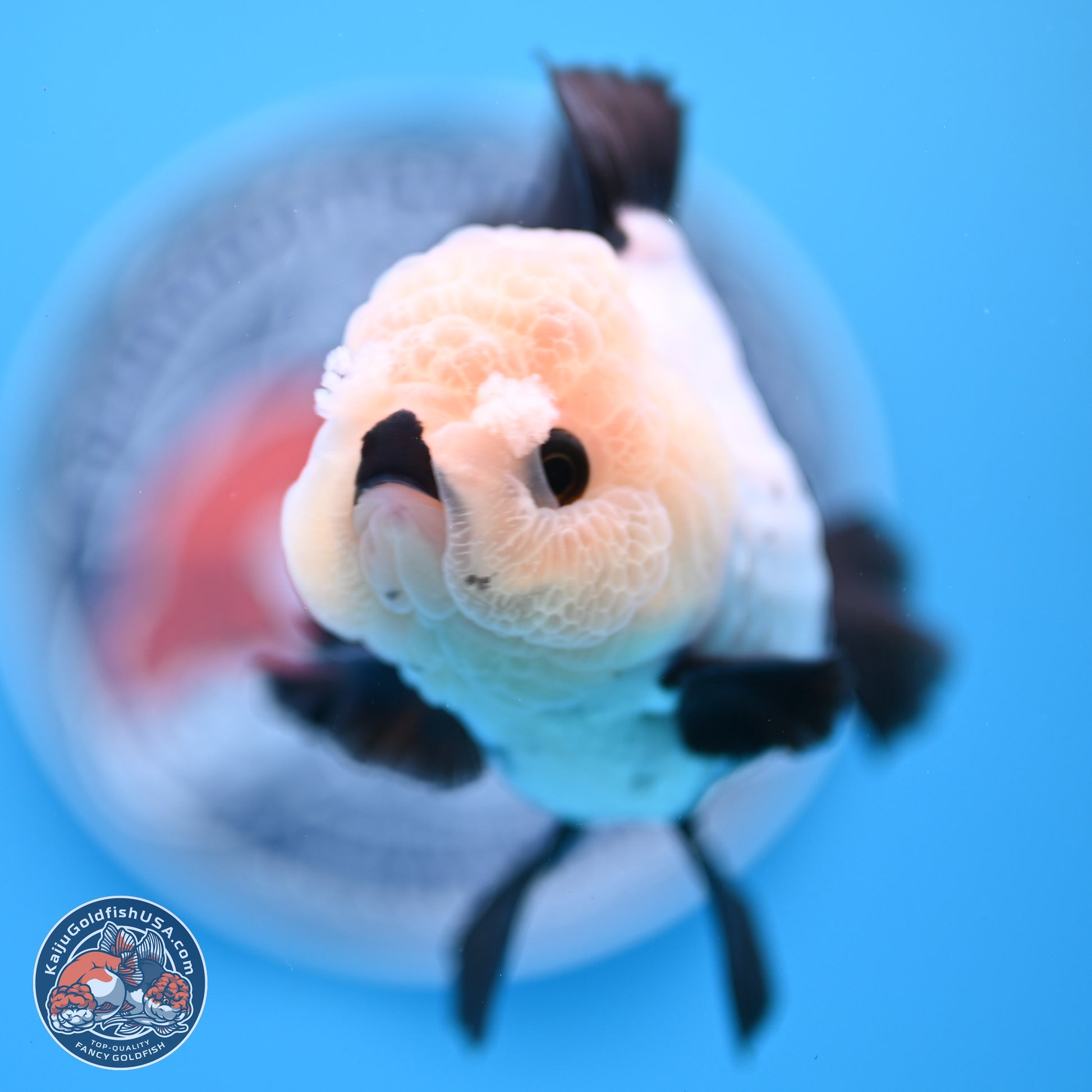 Panda Rose Tail Oranda 5.5 inches (241025_OR19) - Kaiju Goldfish USA