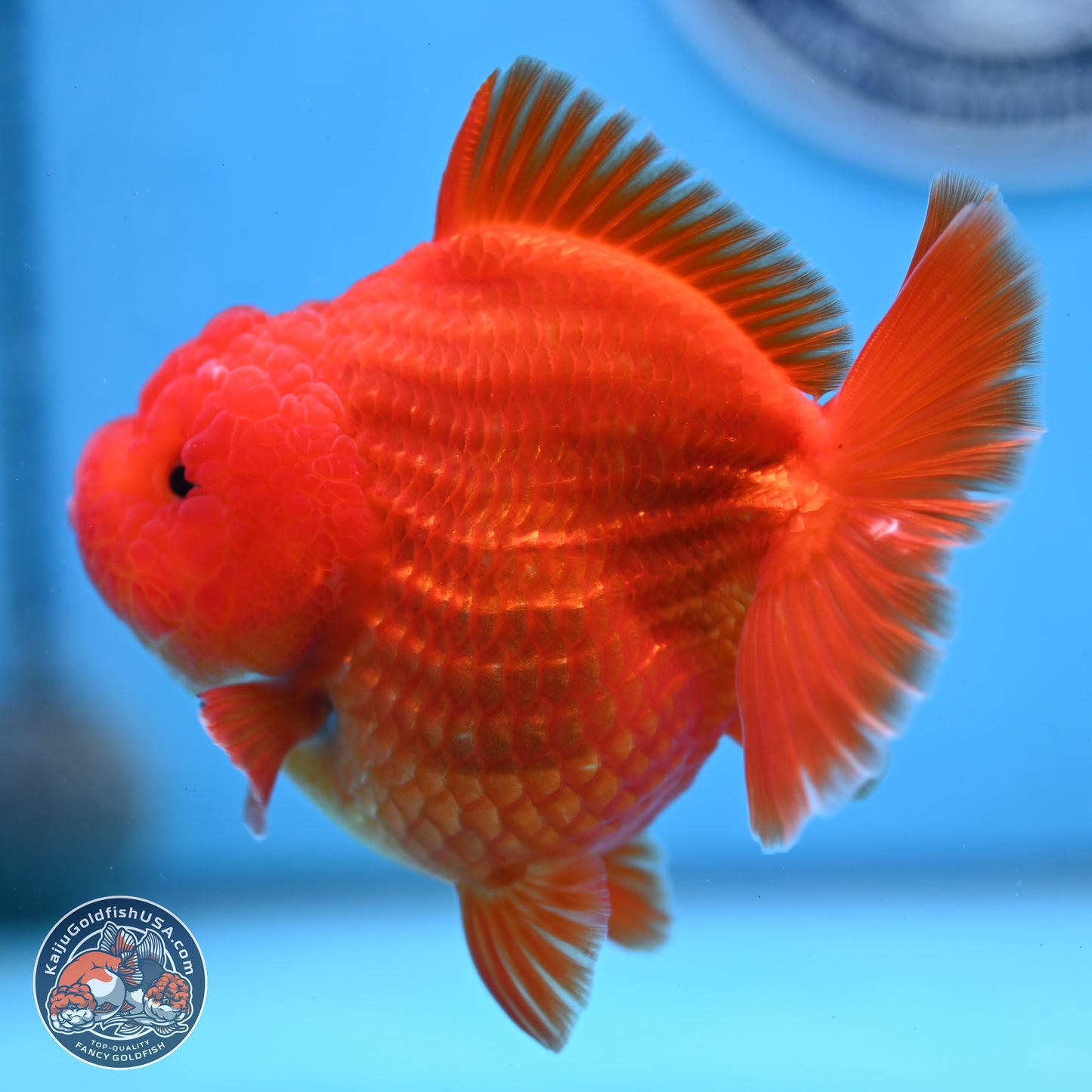 Classic Red YuanBao Oranda 3.5 inches Body - Female (250214_OR19)