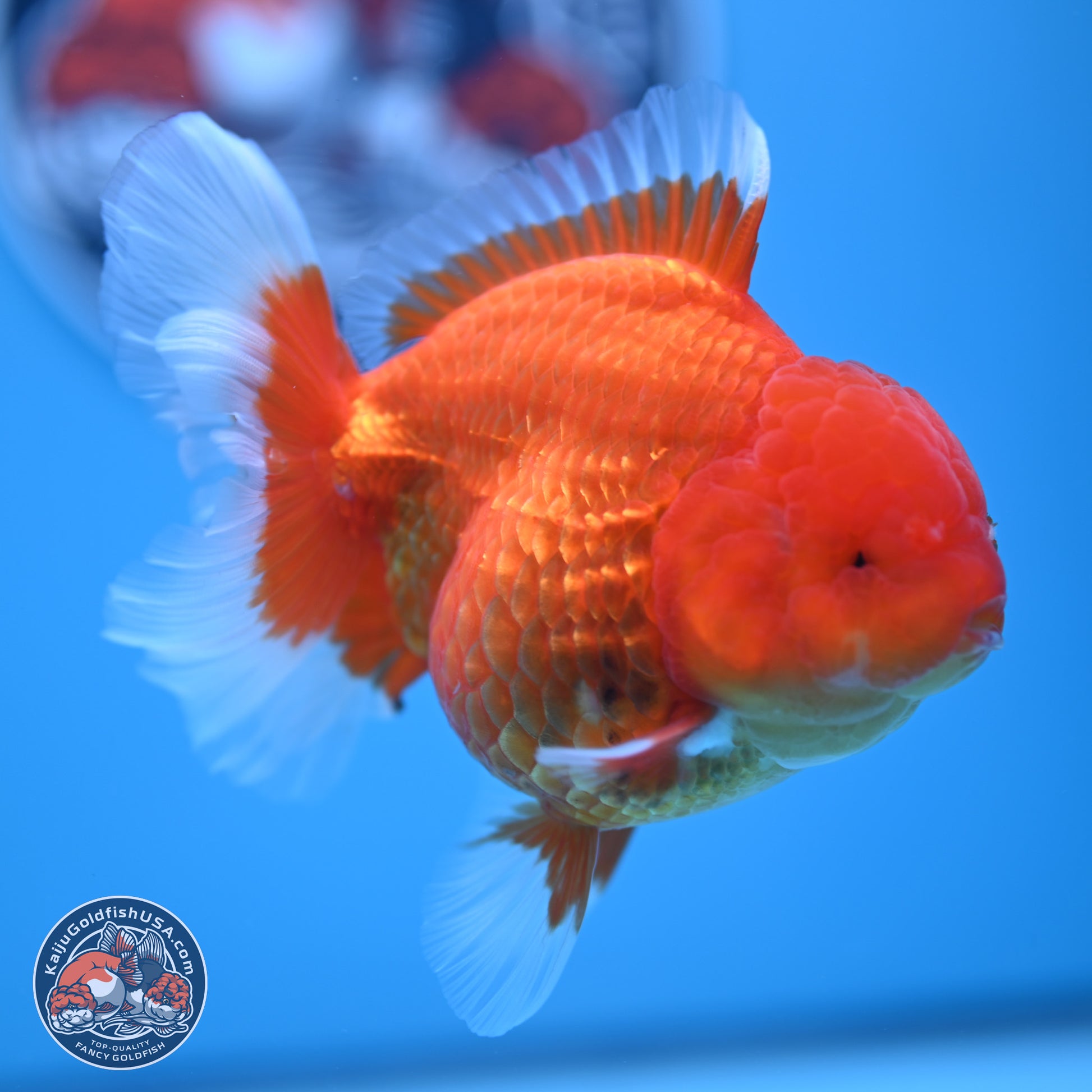 Classic Red Rose Tail Oranda 4.5 inches - Female (241122_OR19) - Kaiju Goldfish USA