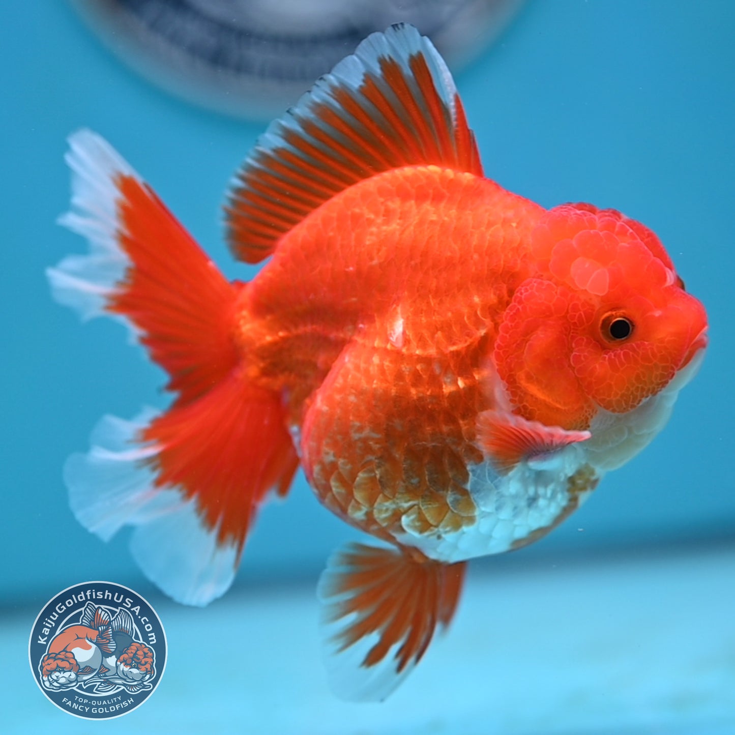 Red White Rose Tail Oranda 4 inches Body (250502_OR19)