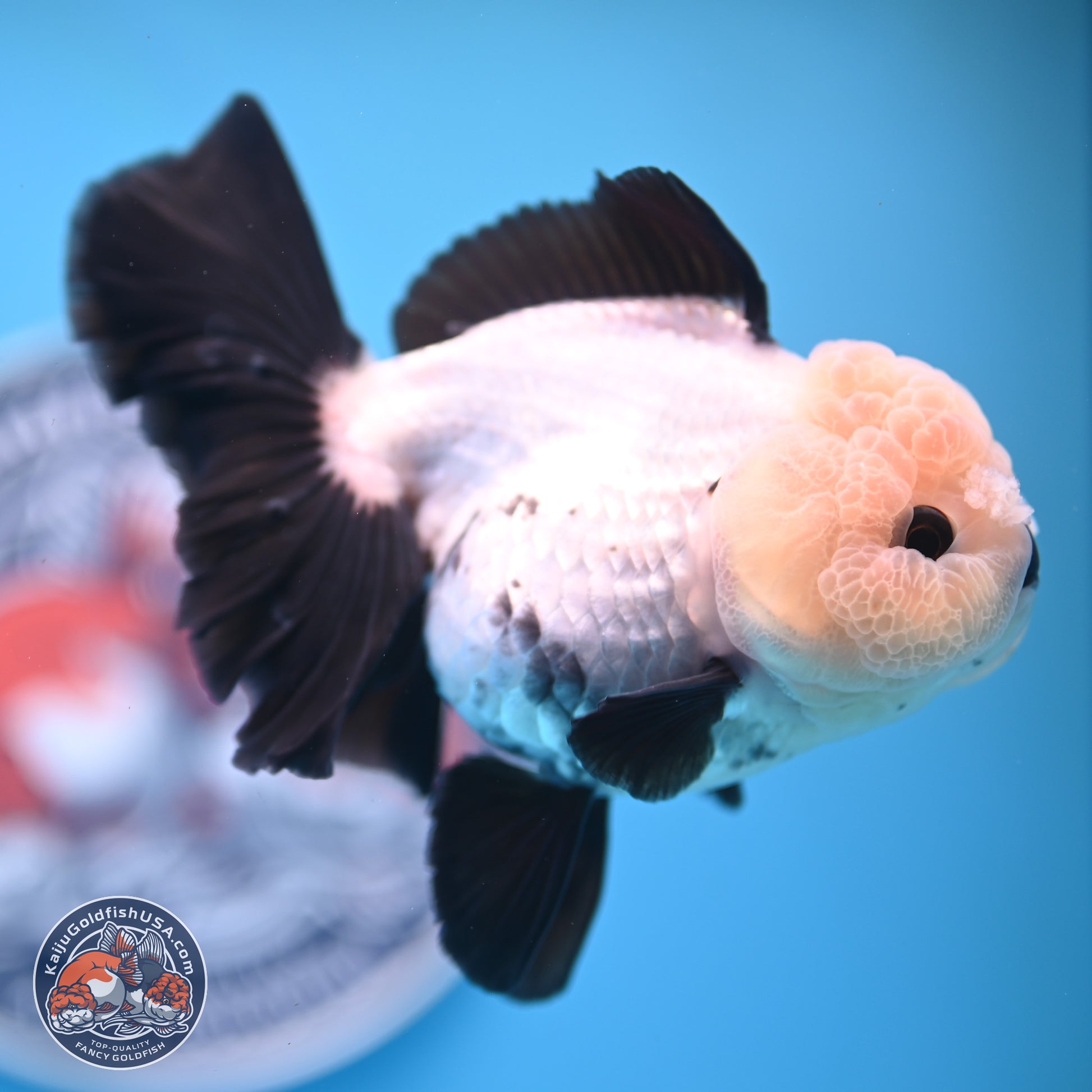 Panda Rose Tail Oranda 5.5 inches (241025_OR19) - Kaiju Goldfish USA