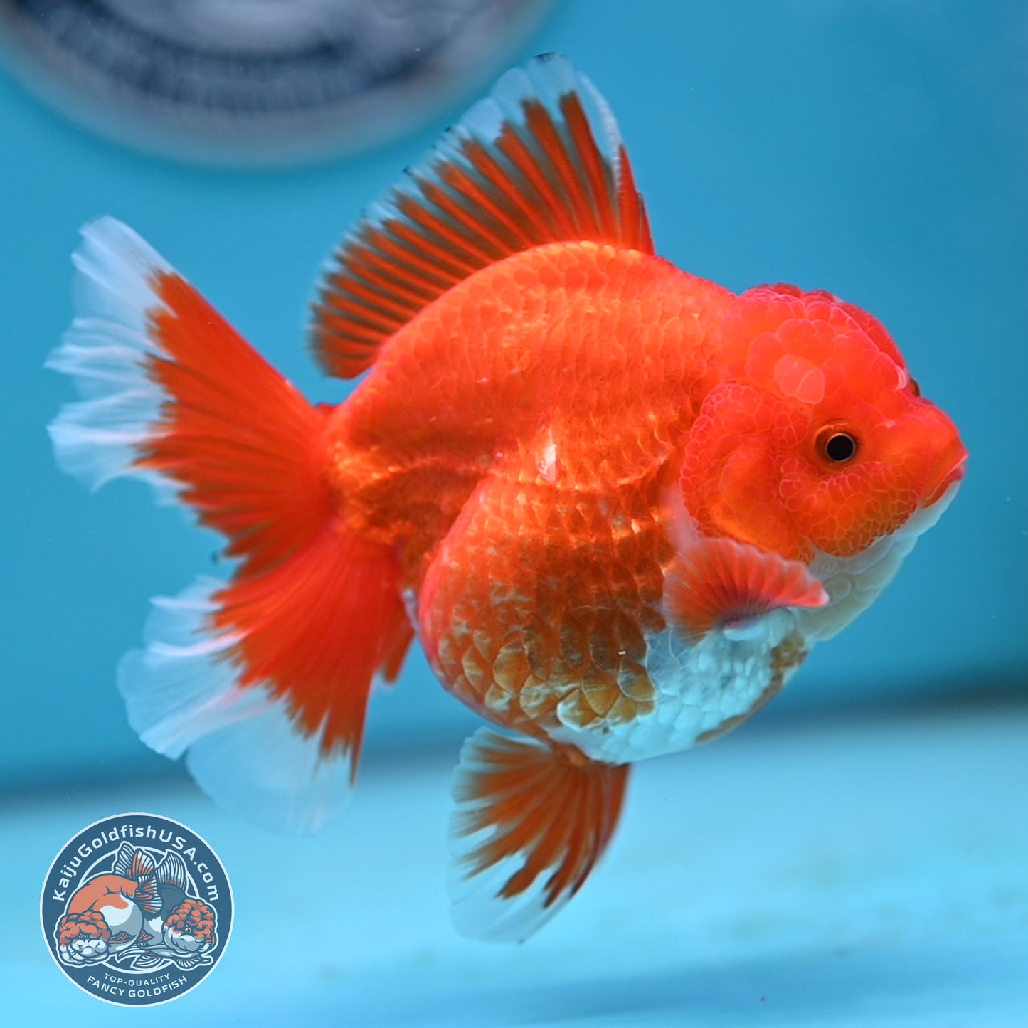 Red White Rose Tail Oranda 4 inches Body (250502_OR19)